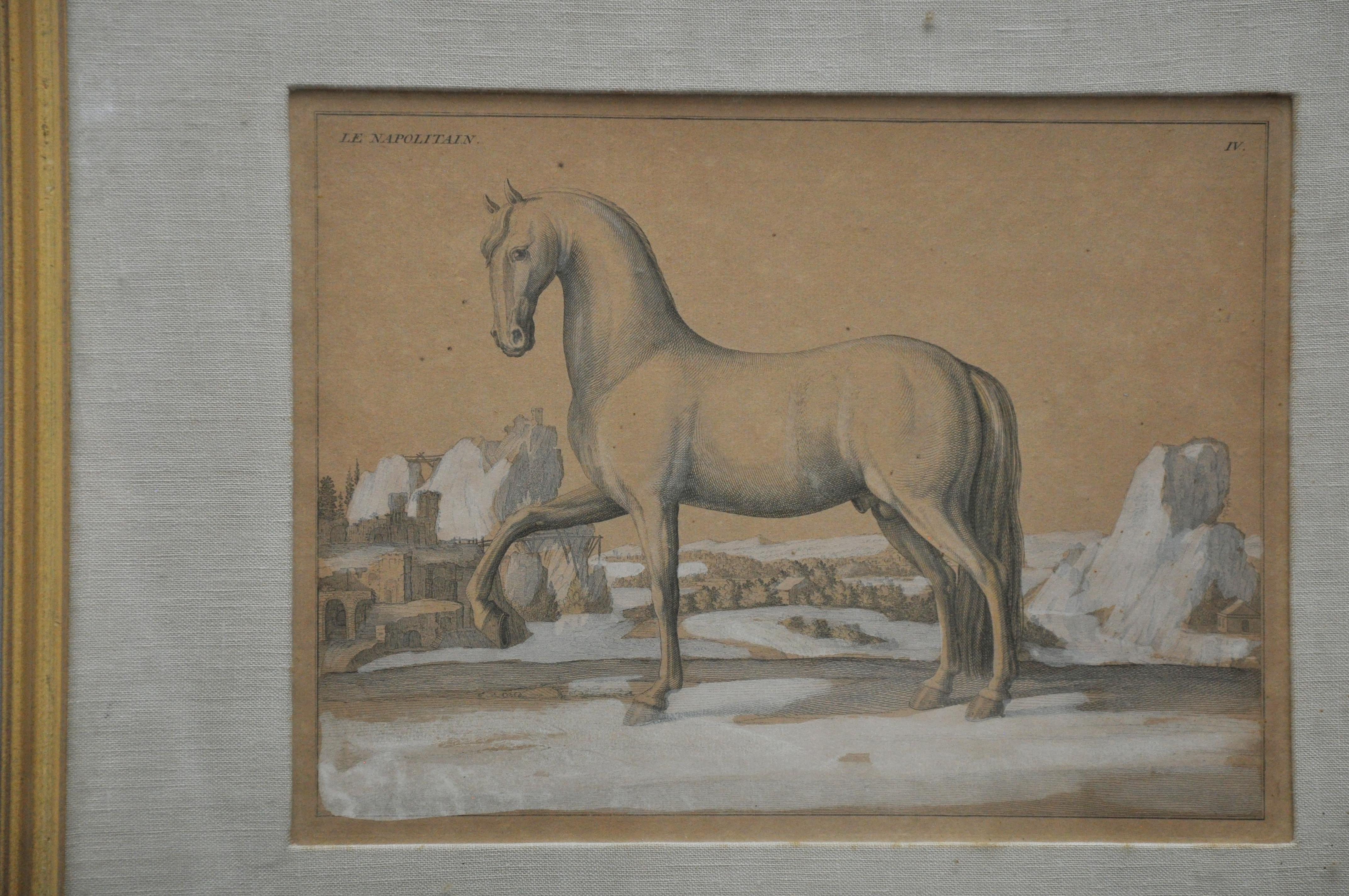 18th Century Etchings of Le Neopoltain and Cheval Anglois Horses - Set of 2 In Good Condition For Sale In Geneva, IL