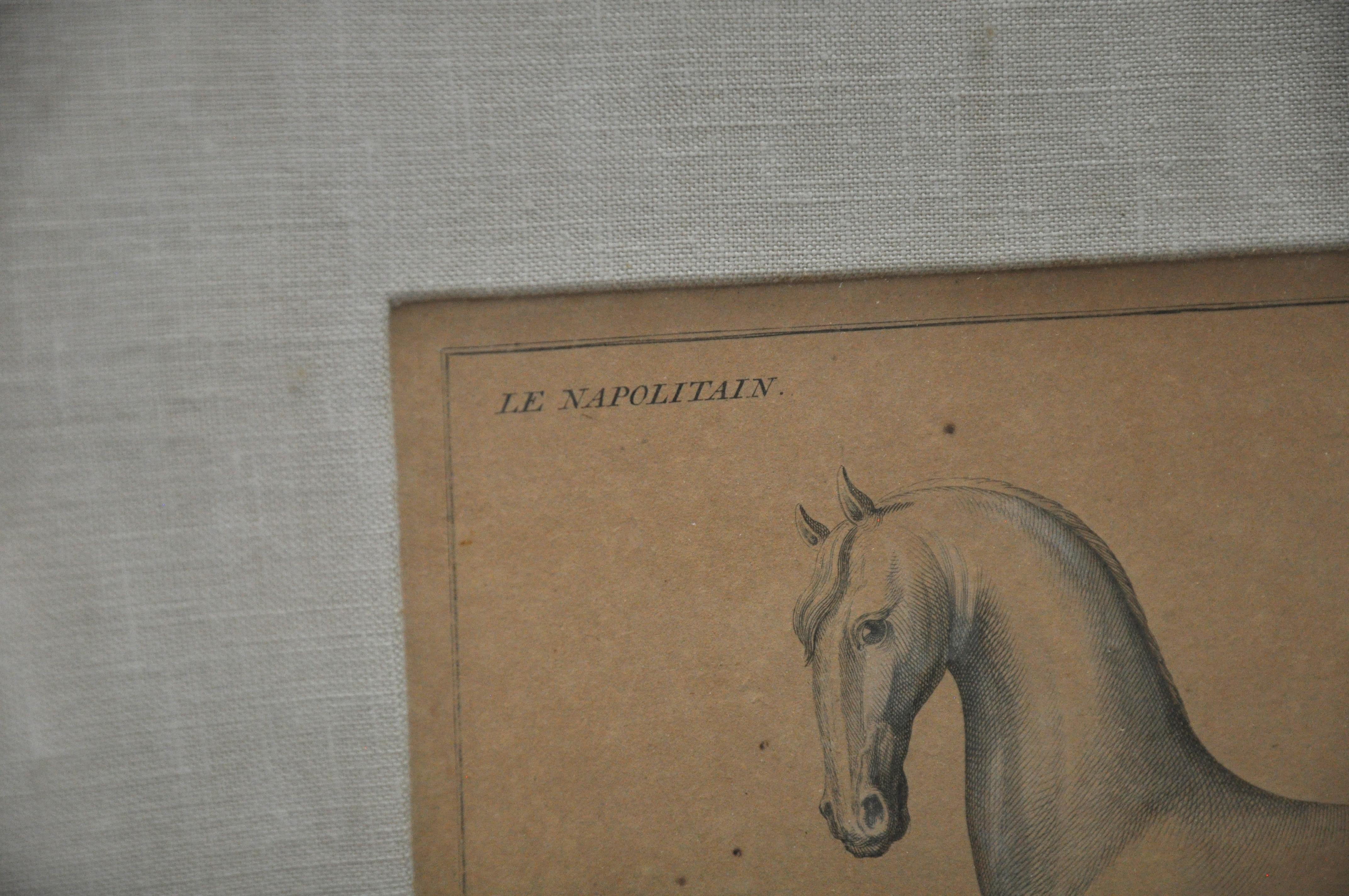 18th Century Etchings of Le Neopoltain and Cheval Anglois Horses - Set of 2 For Sale 1
