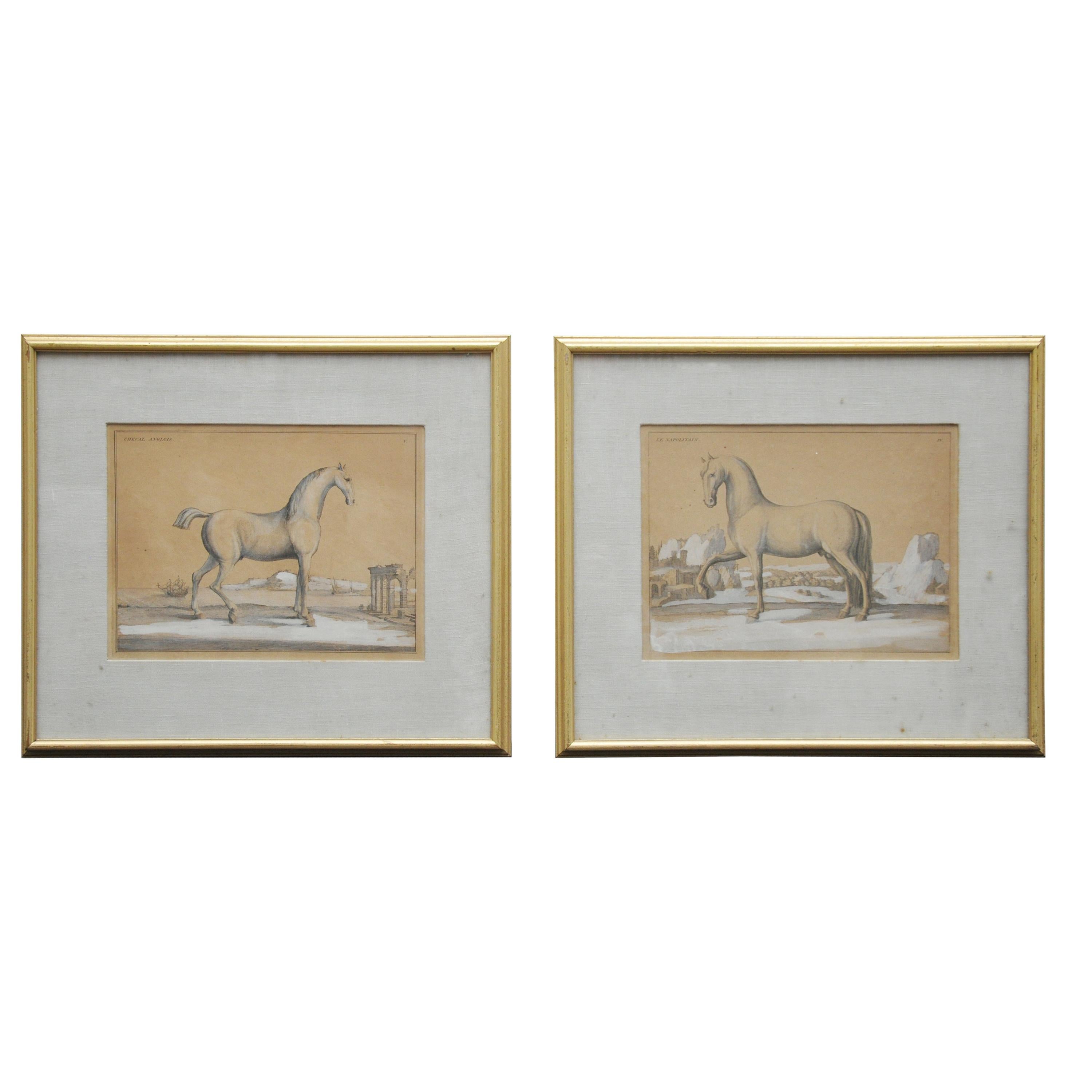 18th Century Etchings of Le Neopoltain and Cheval Anglois Horses - Set of 2 For Sale