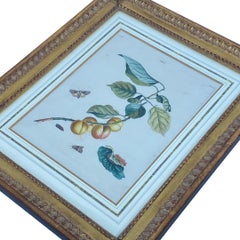 Pair of 18th Century Framed Botanicals