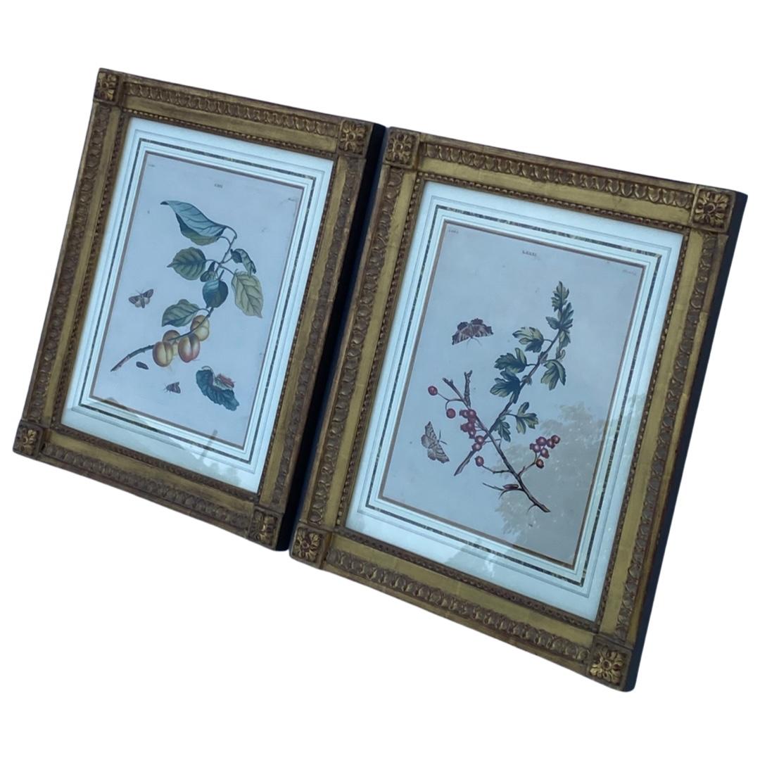 Neoclassical Pair of 18th Century Framed Botanicals For Sale