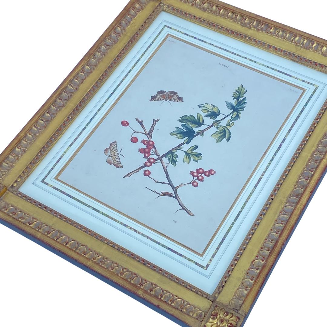 French Pair of 18th Century Framed Botanicals For Sale