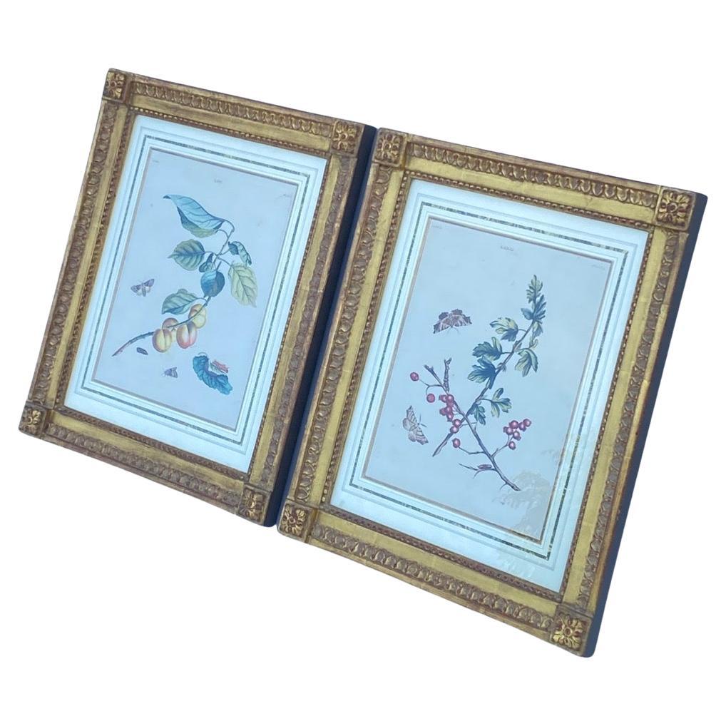 Pair of 18th Century Framed Botanicals For Sale