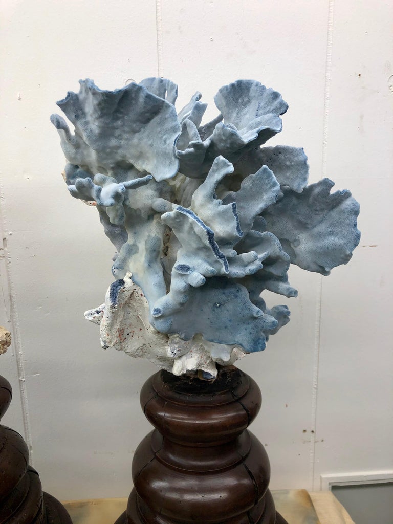 Pair of 18th Century Italian Base with Grand Specimen Coral Sculptures In Good Condition For Sale In Charleston, SC