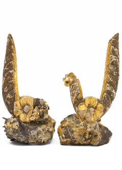 Pair of 18th Century Italian Fragments with Gold Flower Reliefs & Golden Barite