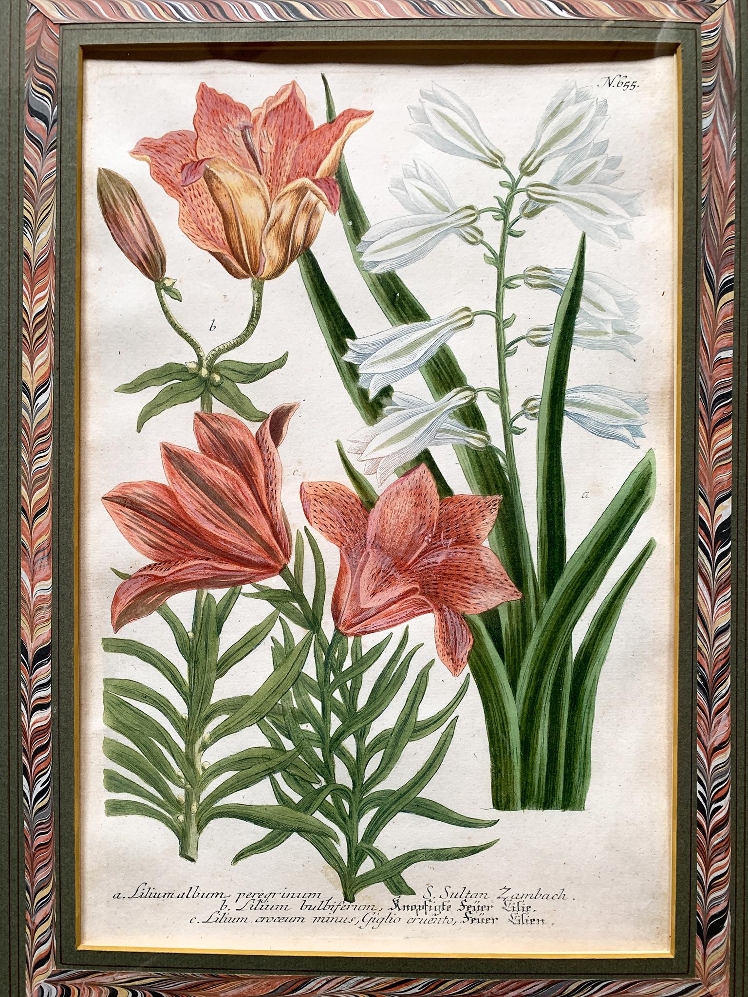 Pair of 18th Century Johann Wilhelm Weinmann Botanical Illustrations For Sale 3