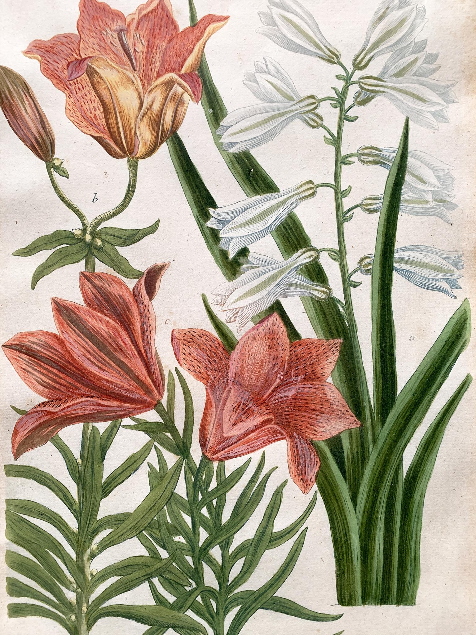 Pair of 18th Century Johann Wilhelm Weinmann Botanical Illustrations For Sale 4