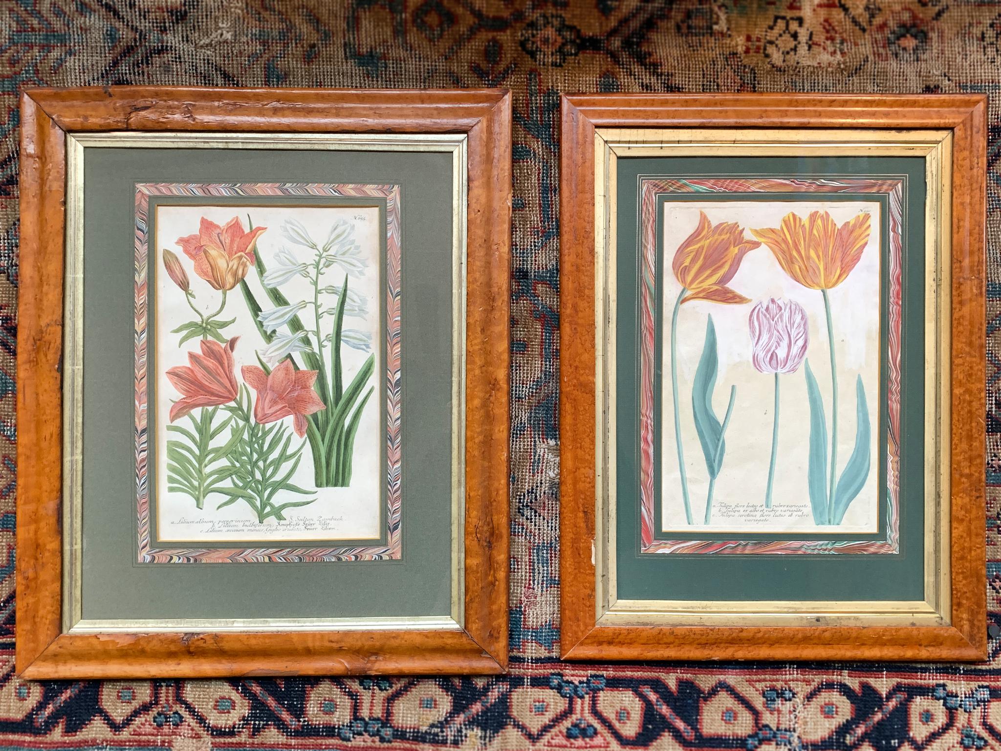 These two precious botanical illustrations were created circa 1720 by the botanist and apothecary Johann Wilhelm Weinmann (1682-1741). They are hand-colored mezzotints. One depicts tulips while the other depicts lilies. They are framed in maple