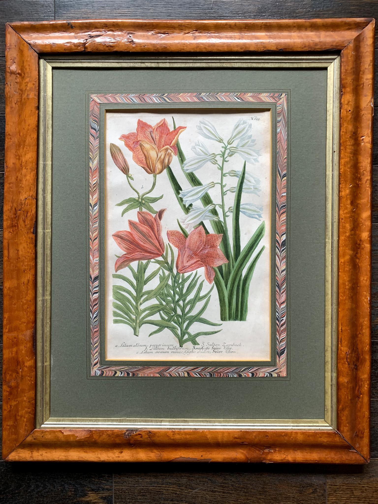 antique botanical prints uk
