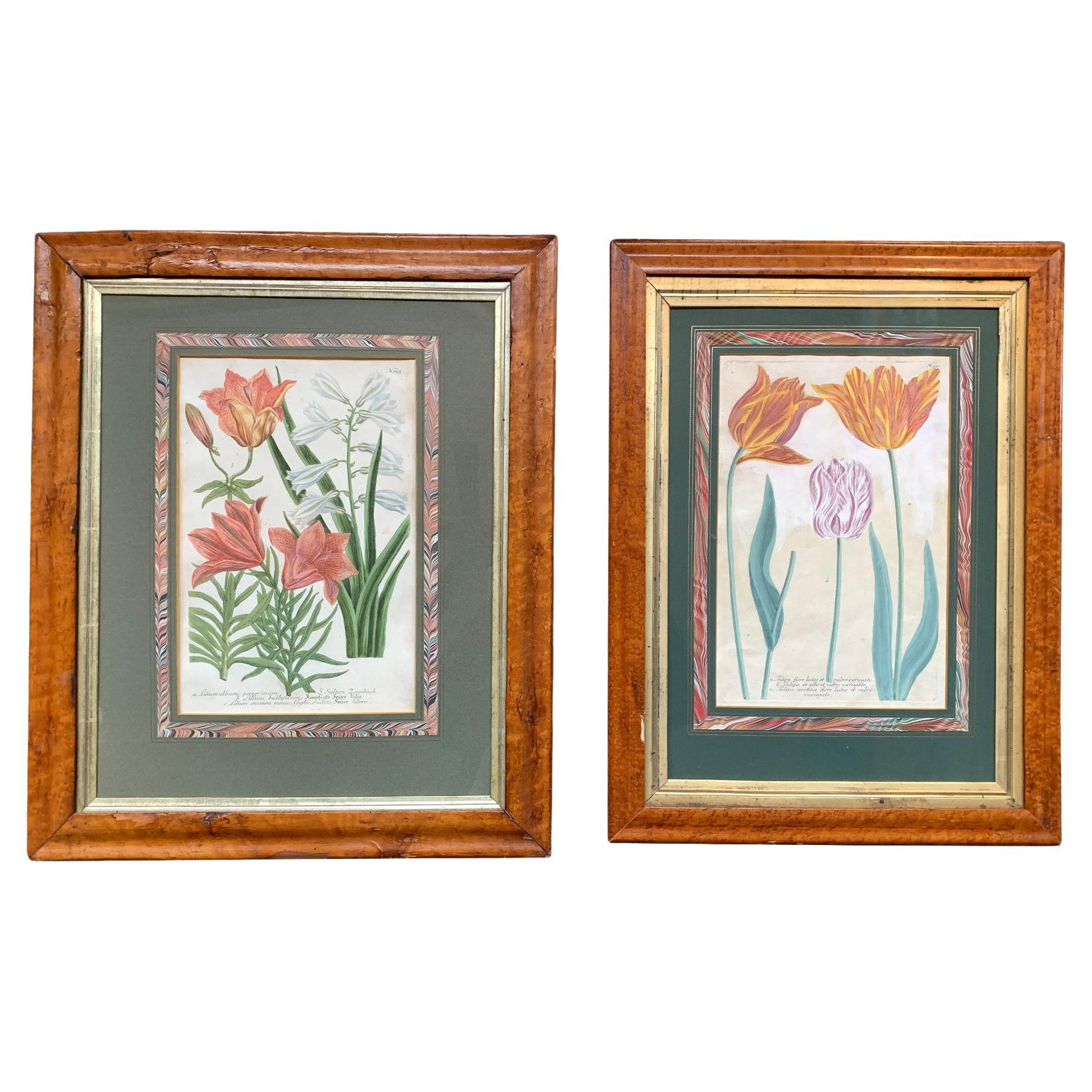 Pair of 18th Century Johann Wilhelm Weinmann Botanical Illustrations For Sale