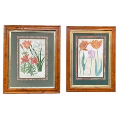 Antique Pair of 18th Century Johann Wilhelm Weinmann Botanical Illustrations