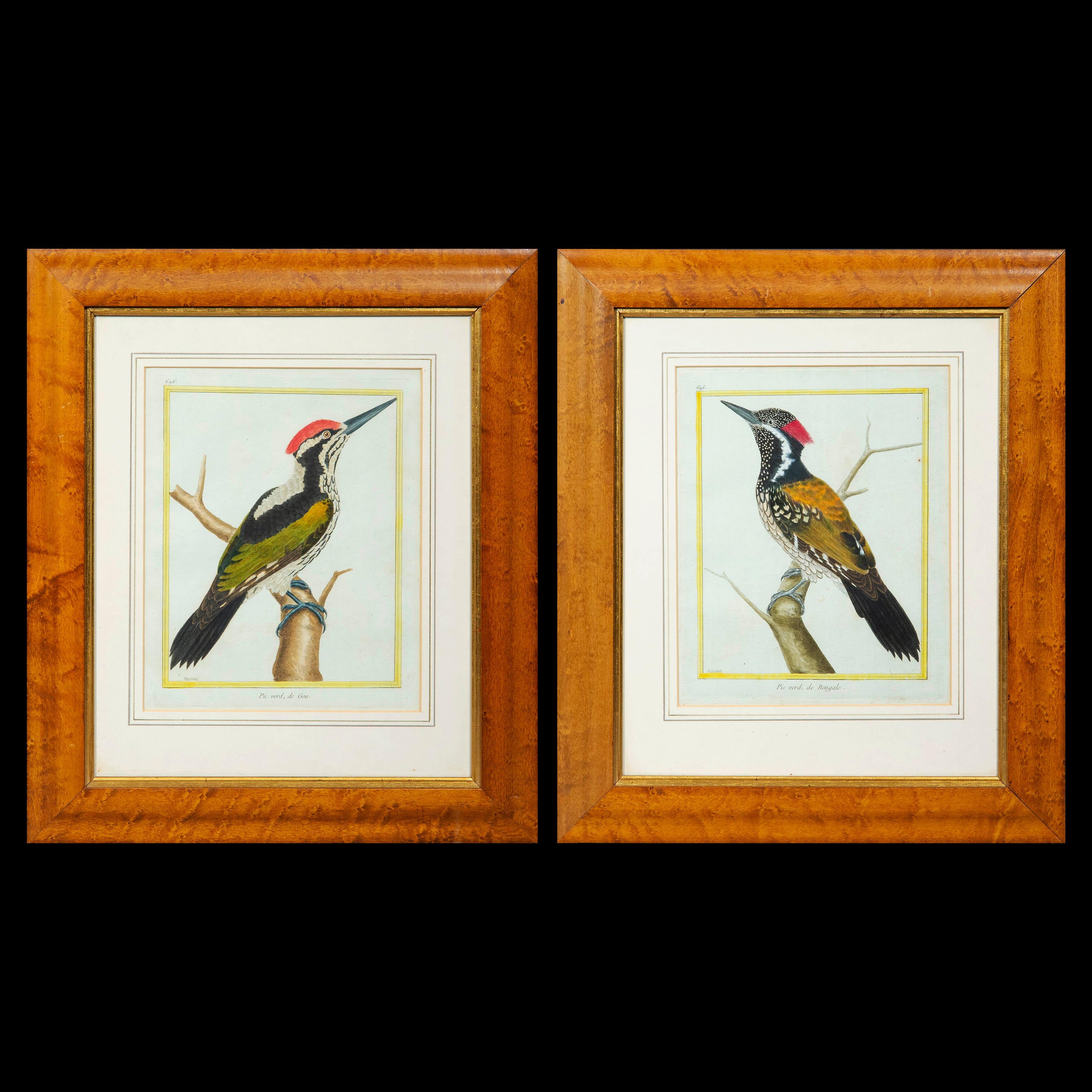 A very decorative pair of ornithological engravings, by François Nicolas Martinet, from Histoire Naturelle des Oiseaux, 1770–1786.
France, circa 1770–80.

Original hand-colored copper-plate engravings, signed in the bottom of the yellow border,