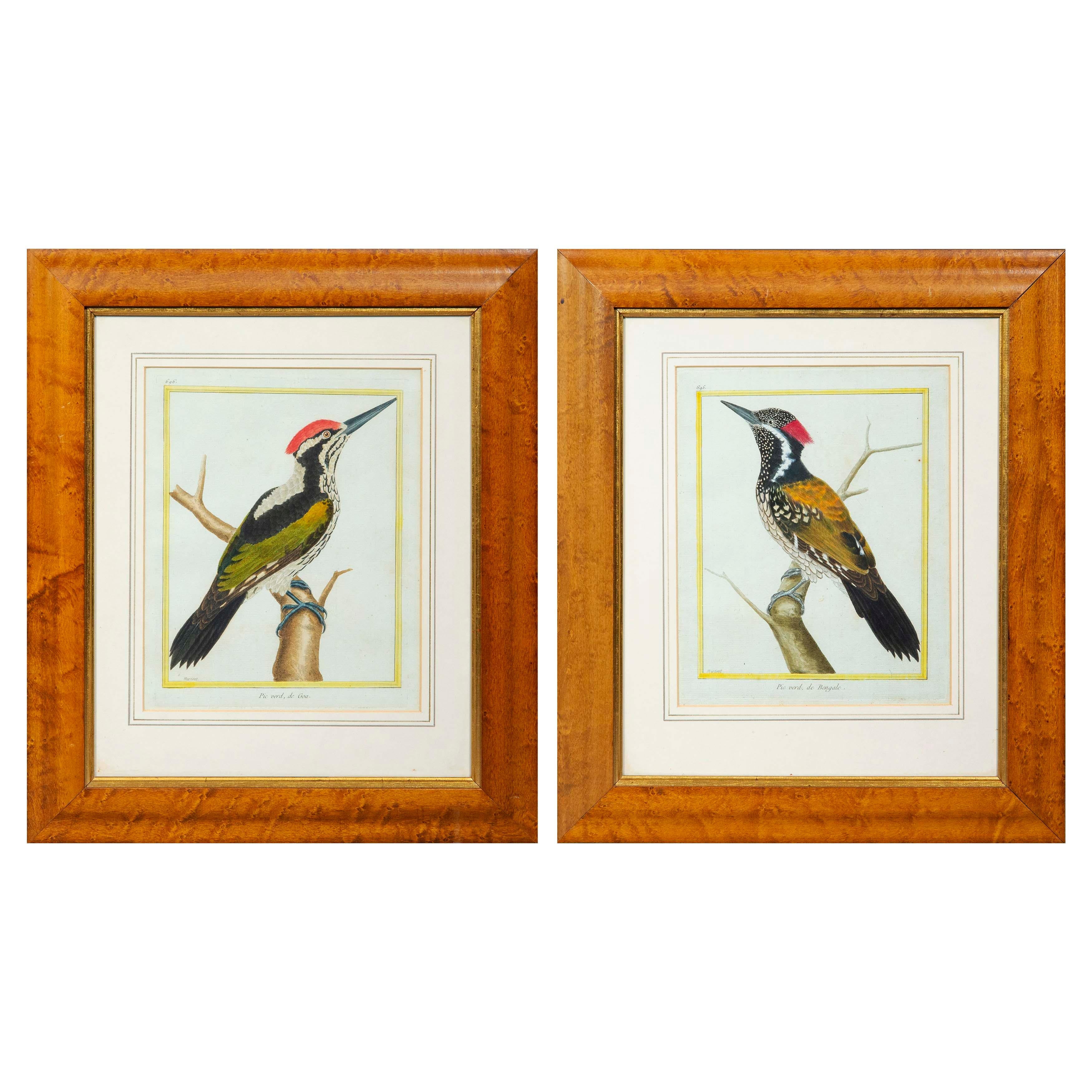 Hand-Painted Pair of 18th Century Hand-Coloured Engravings of Birds by Martinet