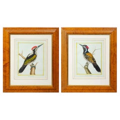 Ein Paar handkolorierte Gravuren von Vögeln aus dem 18. Jahrhundert von Martinet