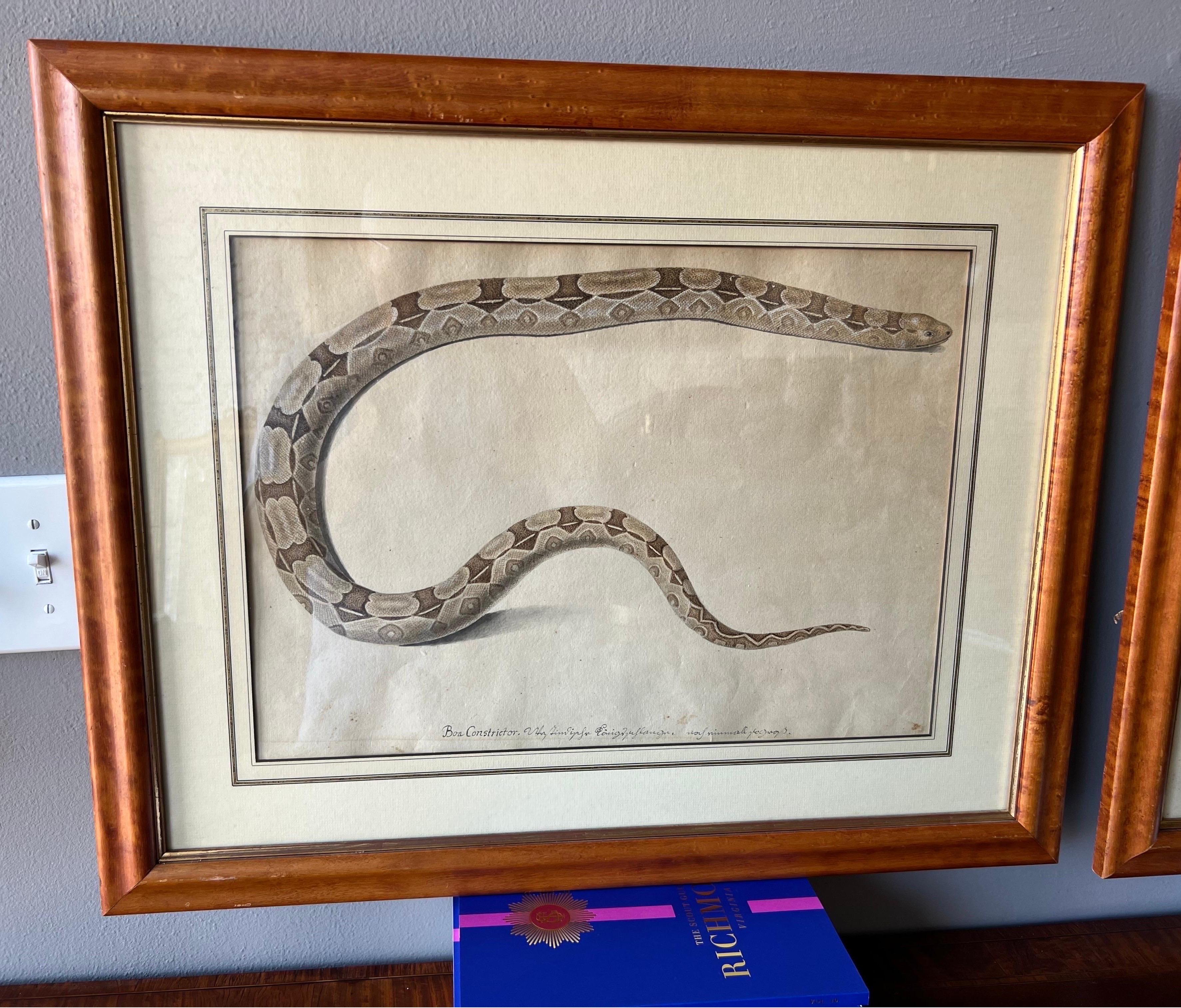 Pair of 18th- early 19th century engravings iOS snakes from an Audubon contemporary