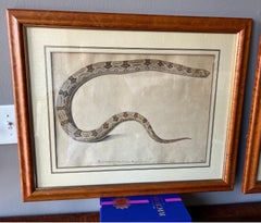Pair of 18th- Early 19th Century Engravings of Snakes in Maple Frames