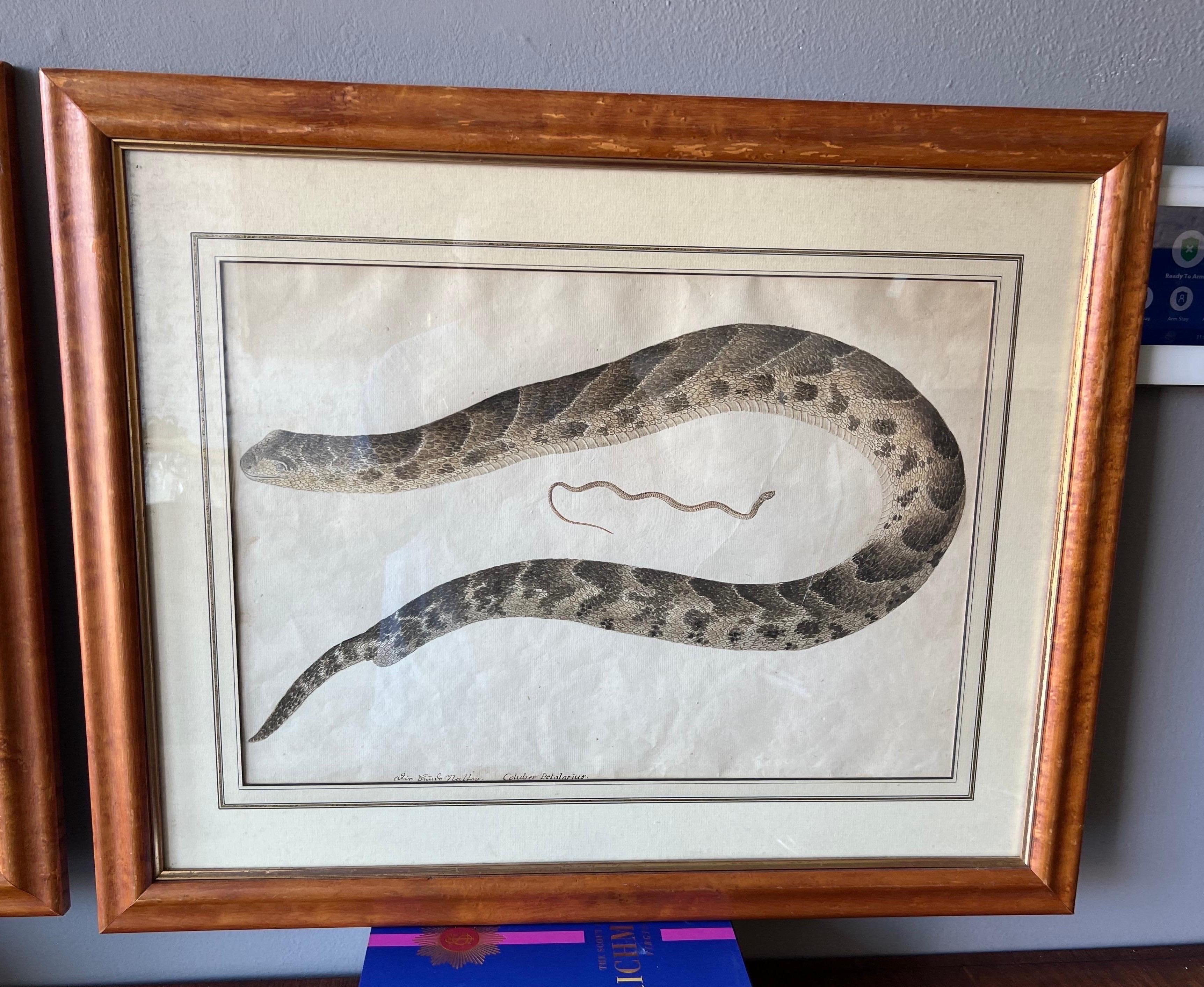 Unknown Pair of 18th- Early 19th Century Engravings of Snakes in Maple Frames For Sale