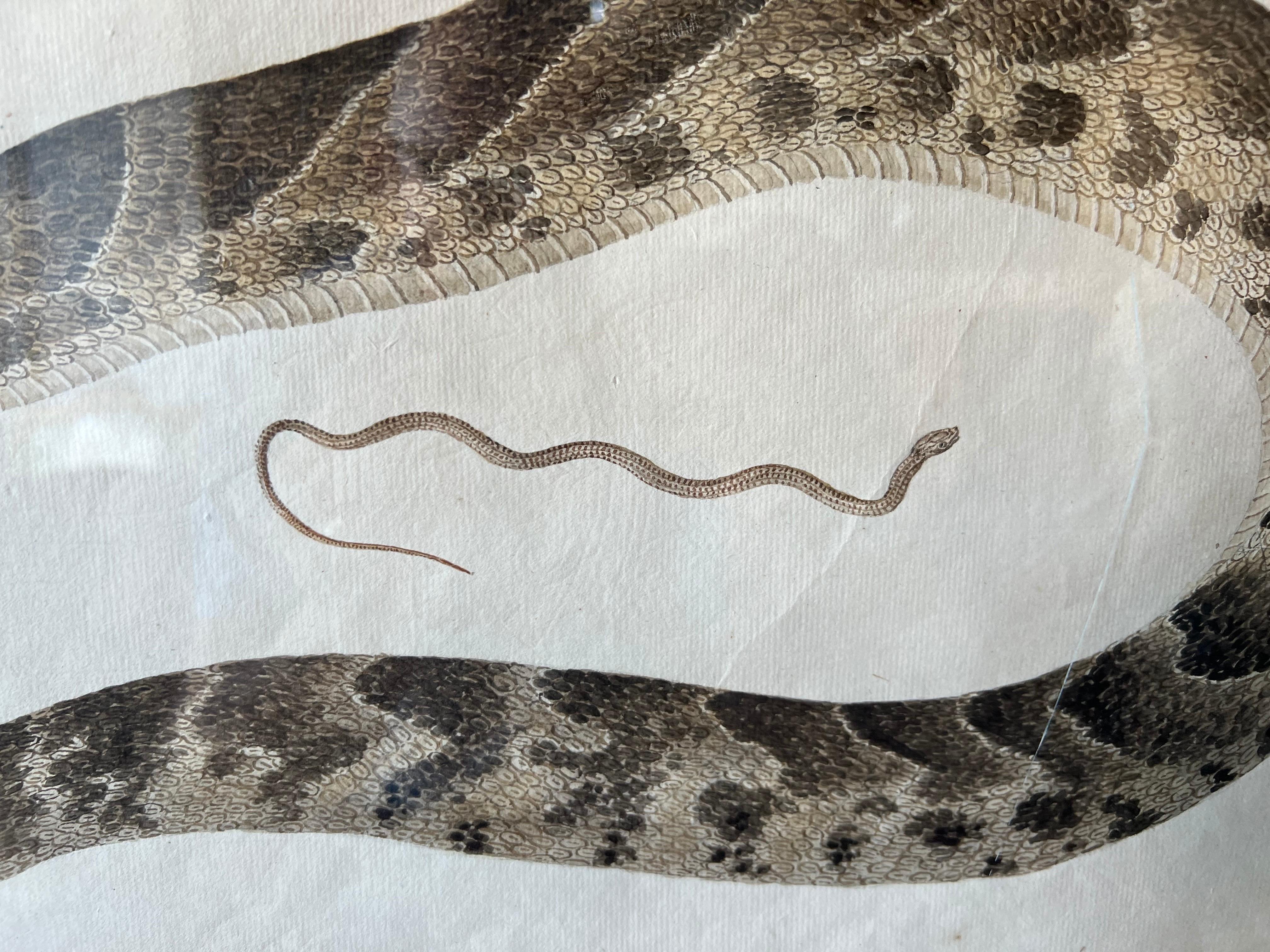 Paire de gravures de serpents du XVIIIe-début du XIXe siècle dans des cadres en érable en vente 1