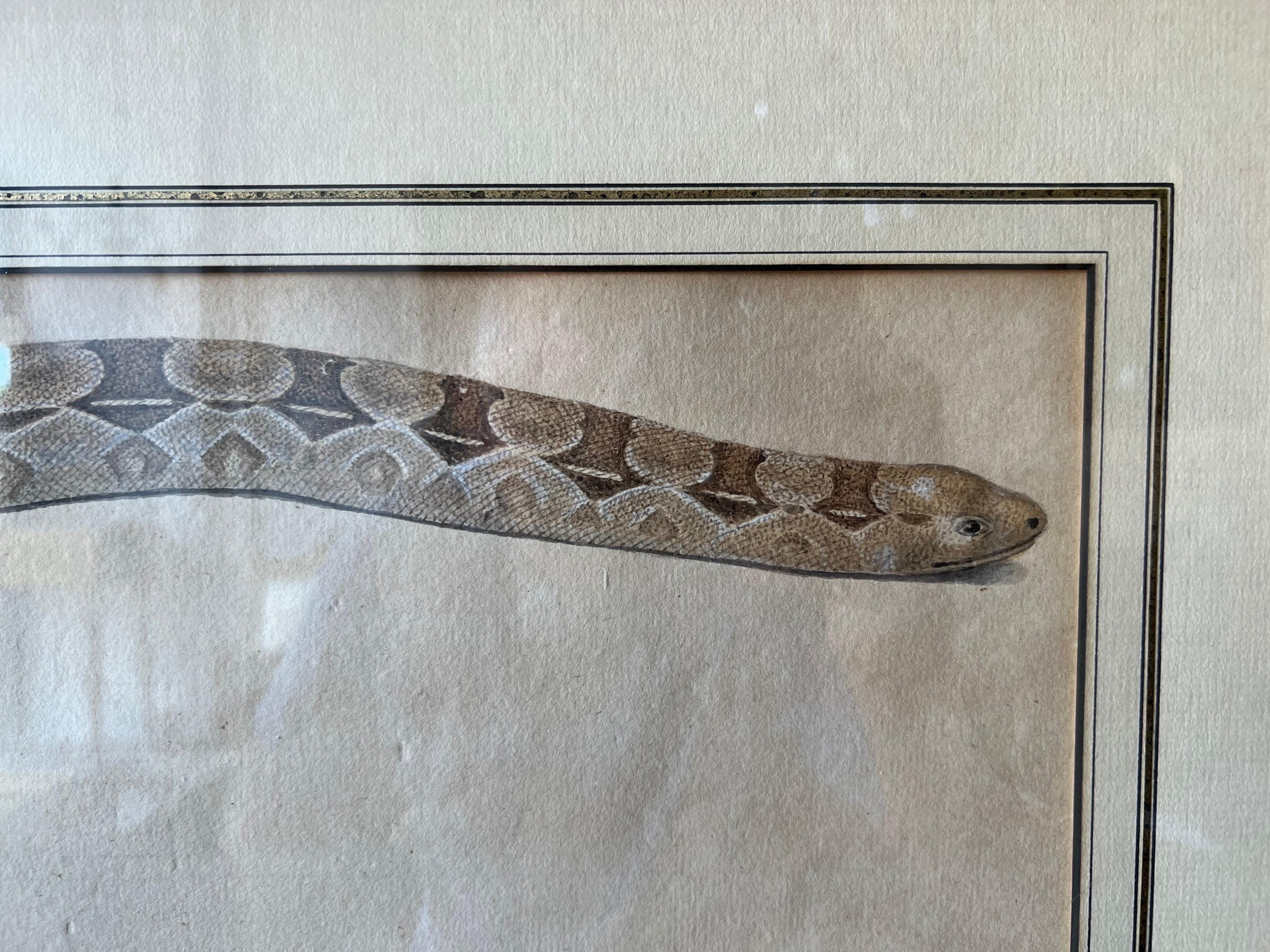 Paire de gravures de serpents du XVIIIe-début du XIXe siècle dans des cadres en érable en vente 2