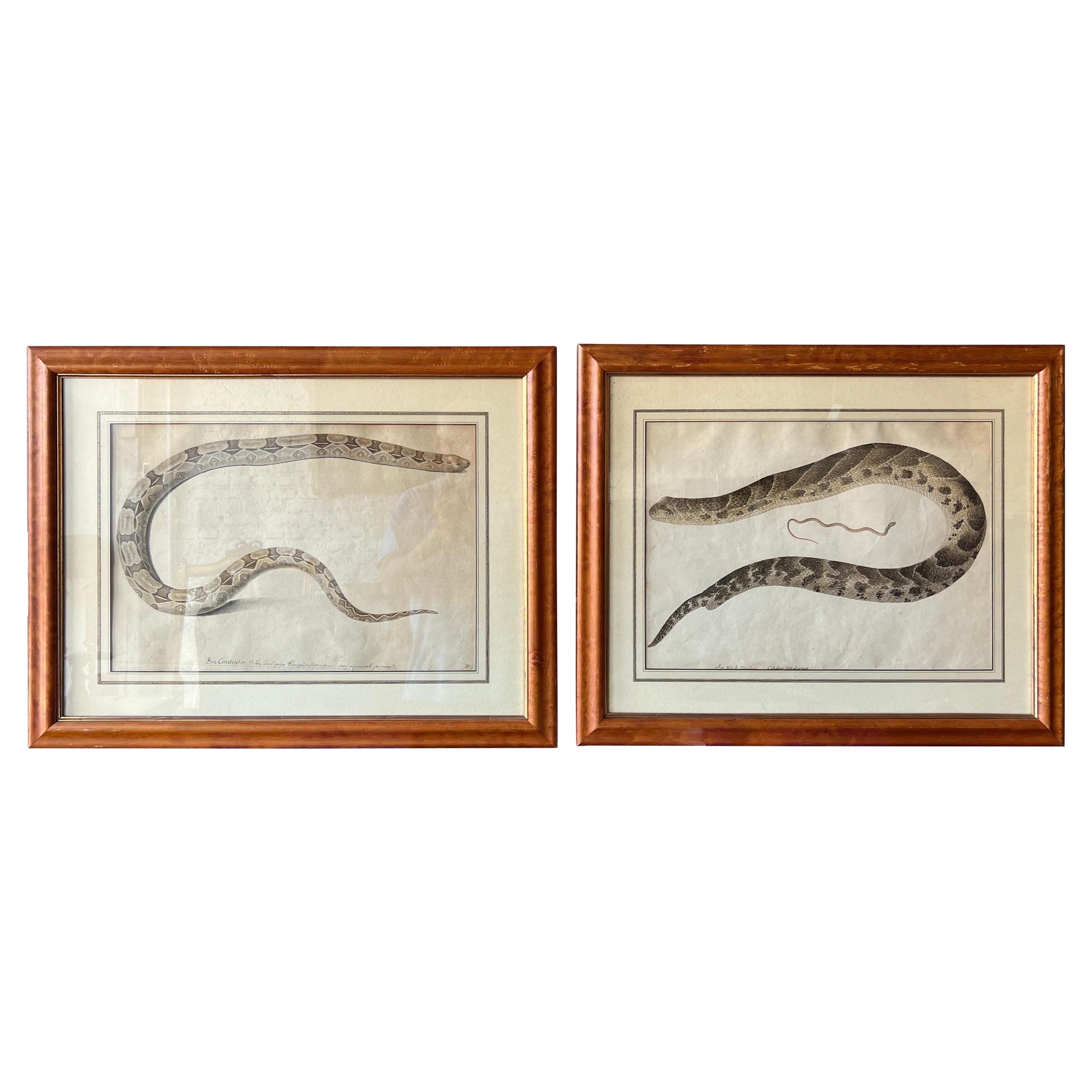 Paire de gravures de serpents du XVIIIe-début du XIXe siècle dans des cadres en érable