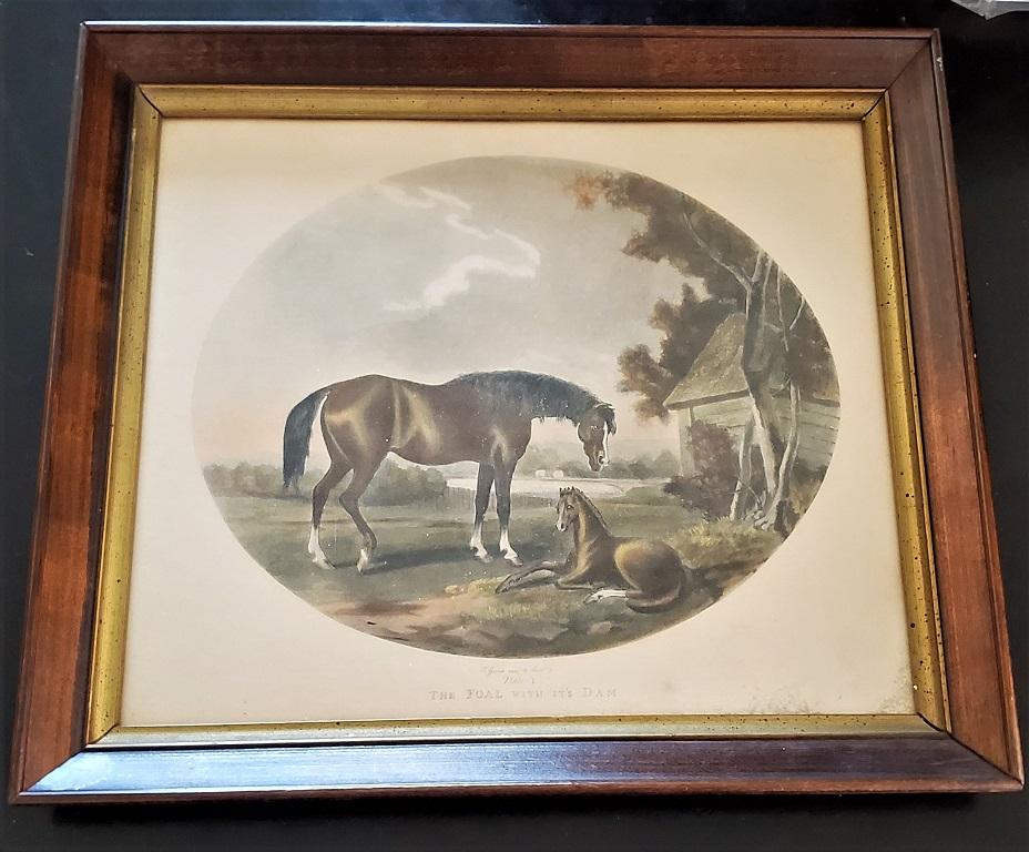 Walnut Pair of 19th Century Thomas Gooch Horse Aquatints