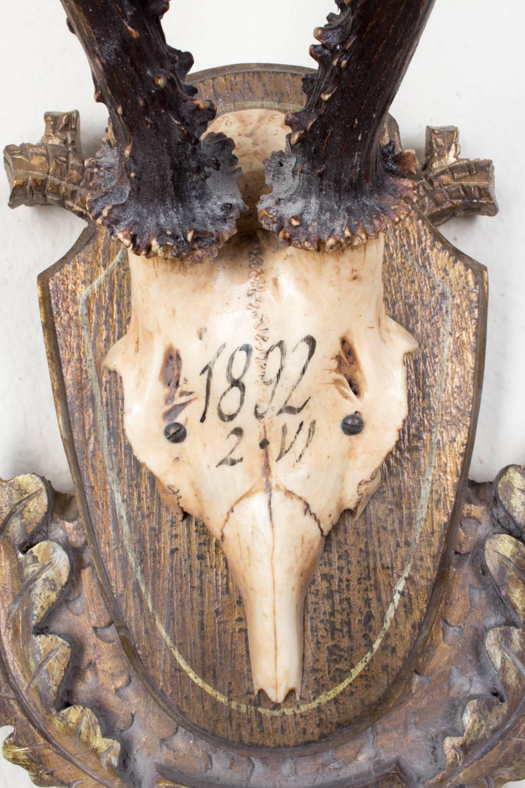 Bone Pair of 19th Century Roe Trophies of Emperor Franz Josef from Bad Ischl, Austria