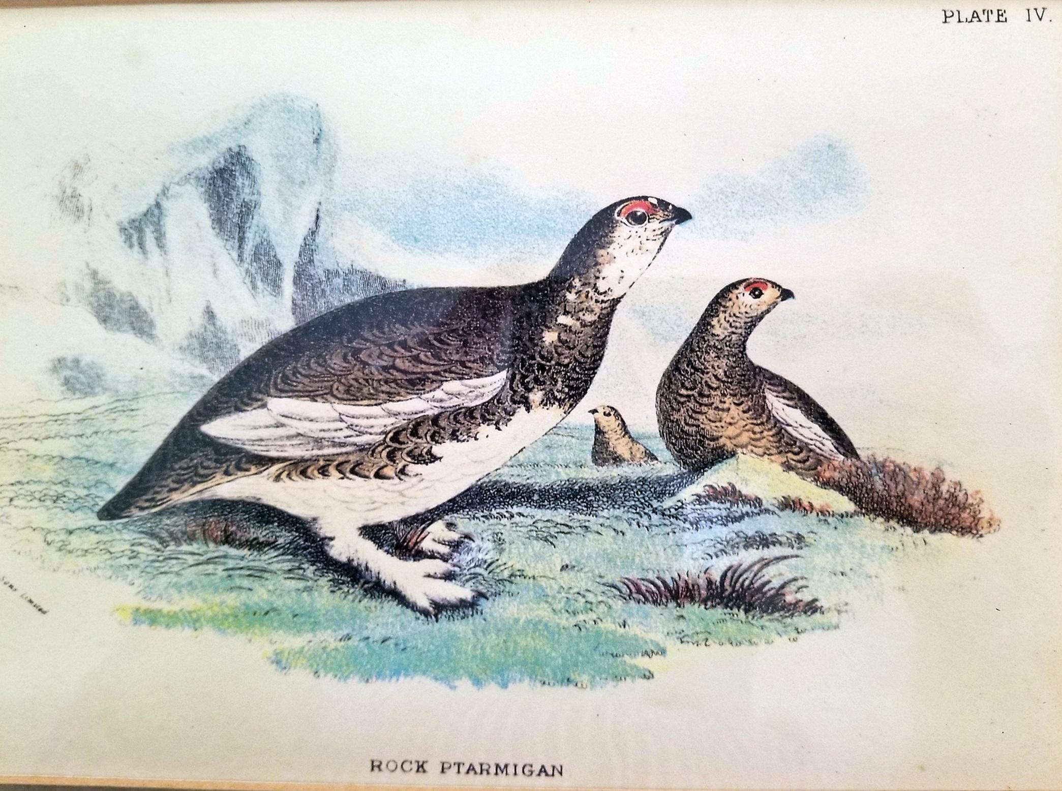 Pair of 19th Century Bird Chromolithograph Prints by Wyman 2