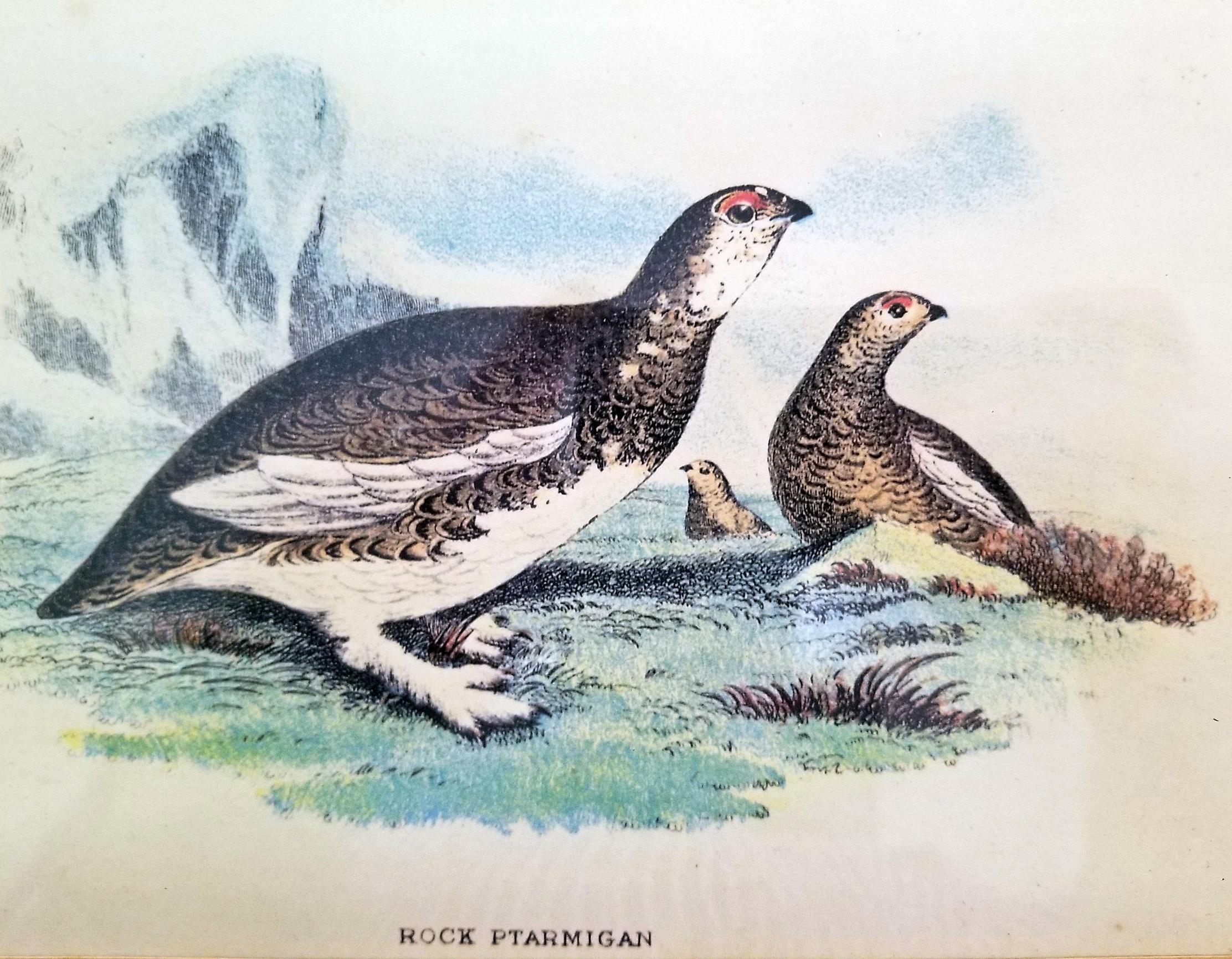 Pair of 19th Century Bird Chromolithograph Prints by Wyman 3