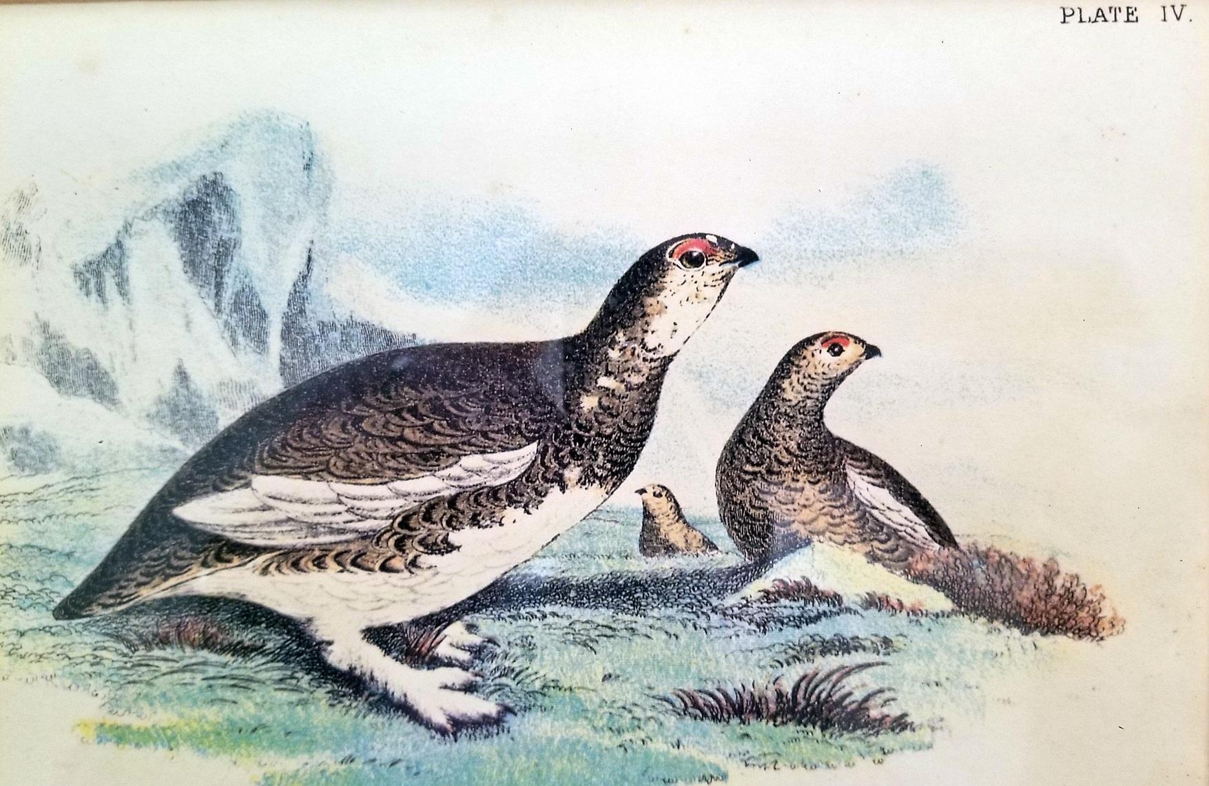 Pair of 19th Century Bird Chromolithograph Prints by Wyman 4