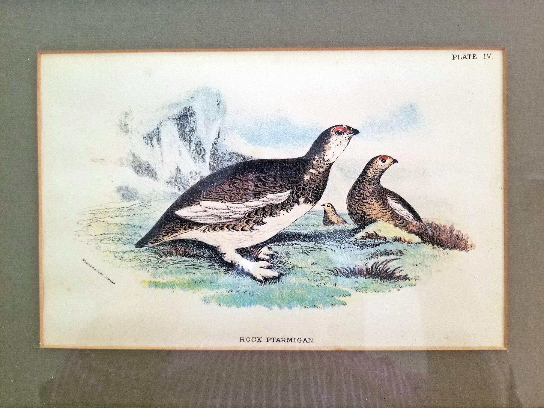Pair of 19th Century Bird Chromolithograph Prints by Wyman 5