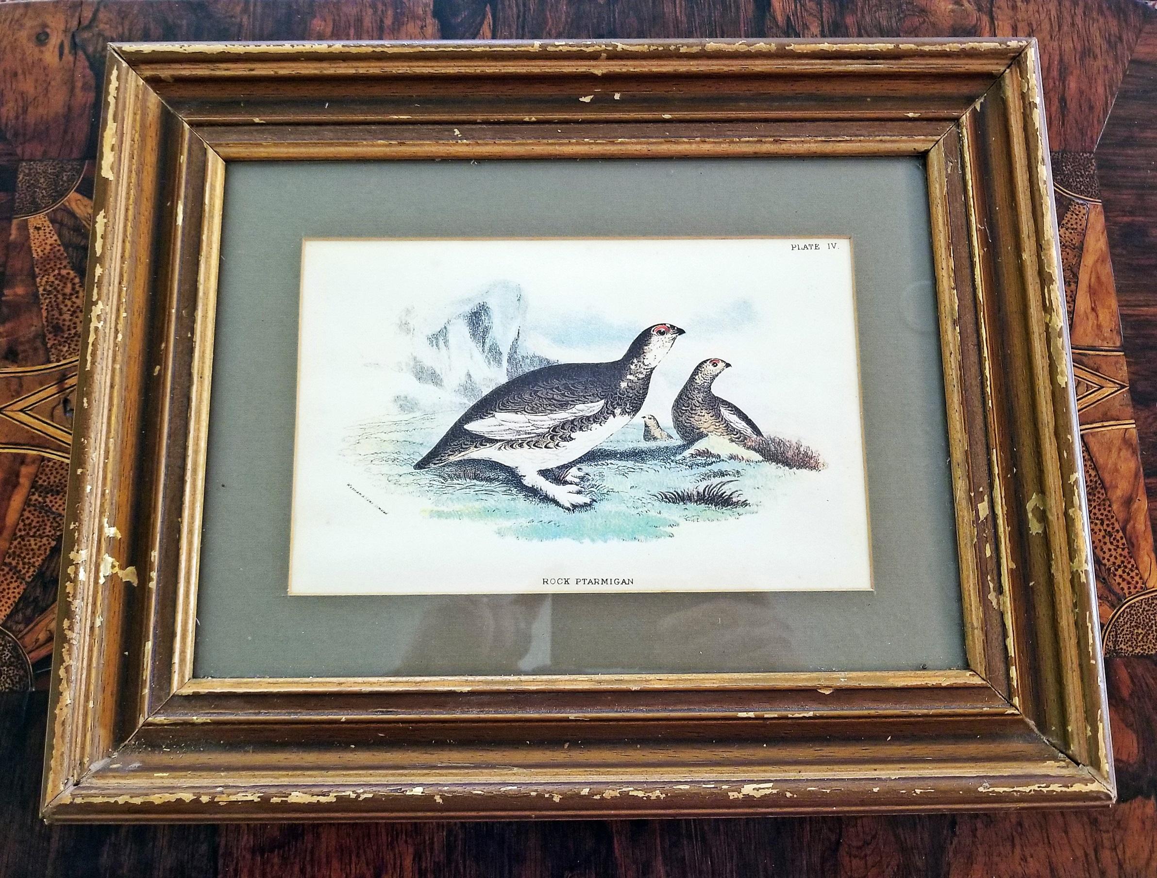 Pair of 19th Century Bird Chromolithograph Prints by Wyman 6