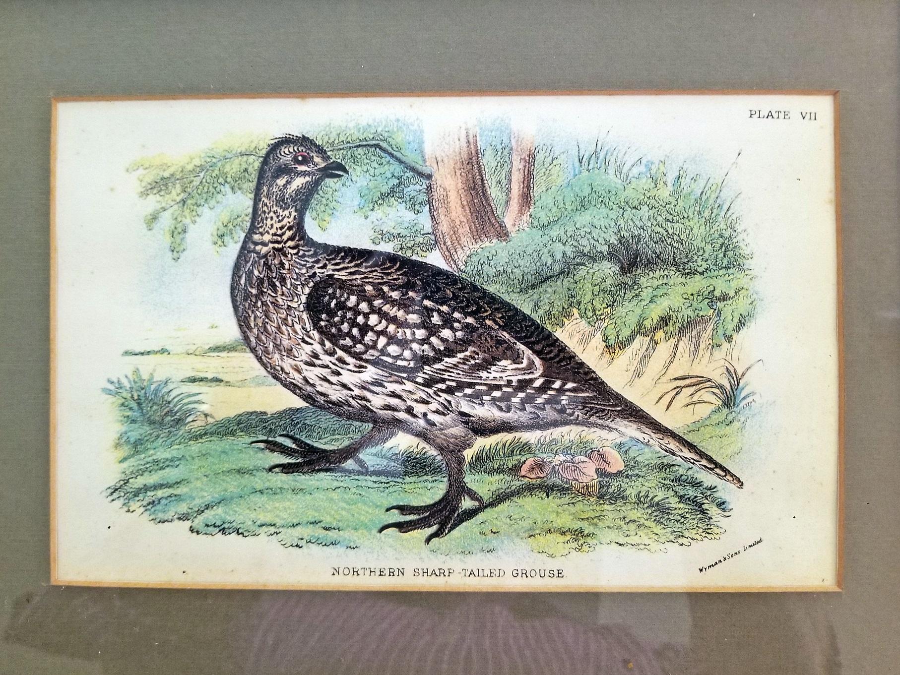 English Pair of 19th Century Bird Chromolithograph Prints by Wyman