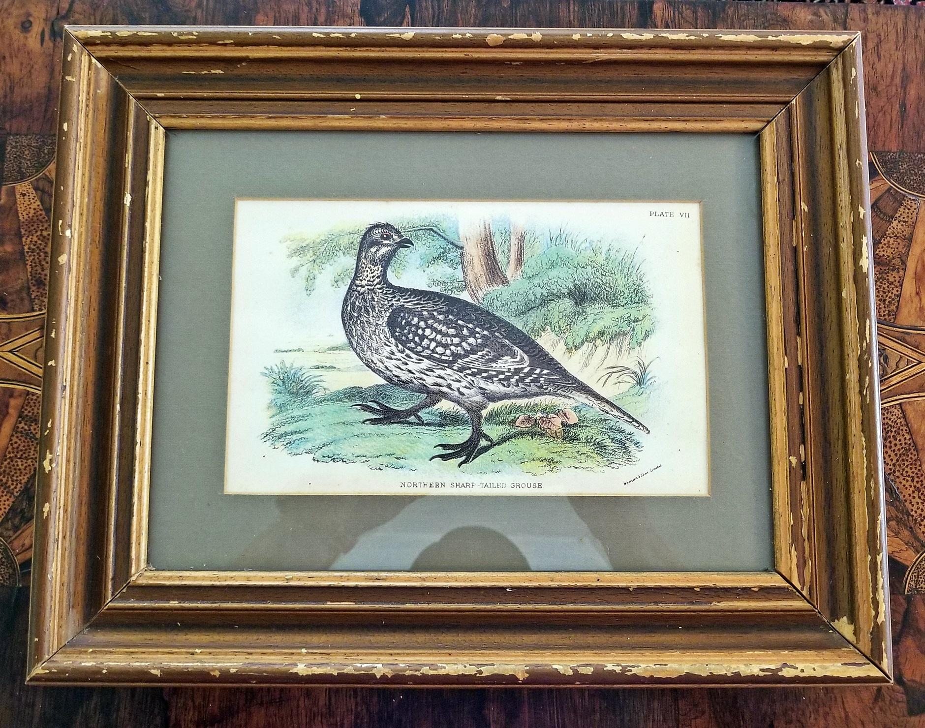Engraved Pair of 19th Century Bird Chromolithograph Prints by Wyman