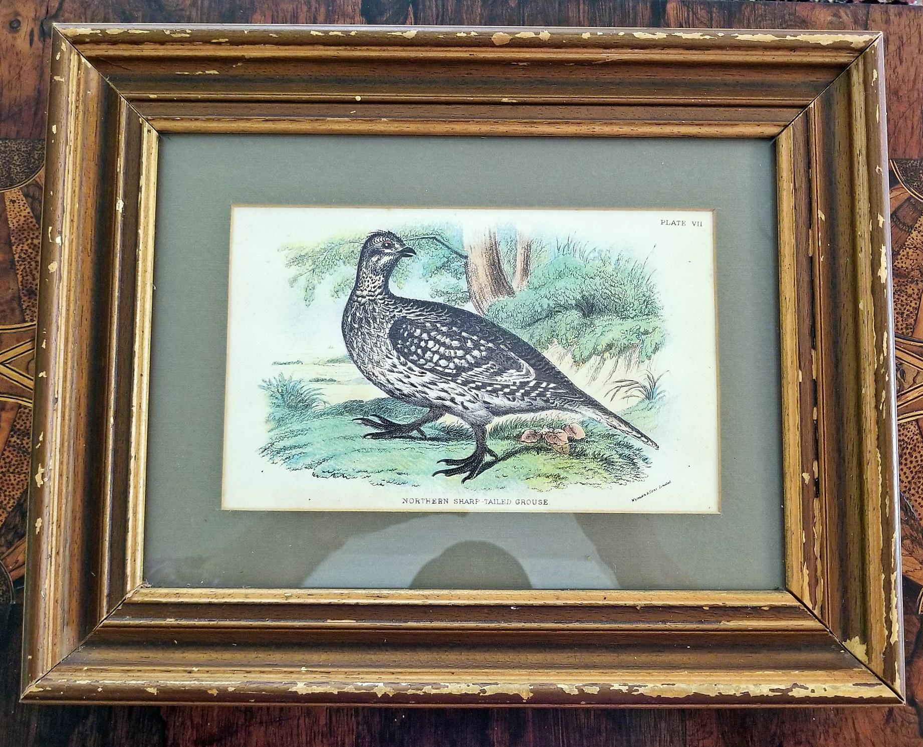 Pair of 19th Century Bird Chromolithograph Prints by Wyman In Good Condition In Dallas, TX
