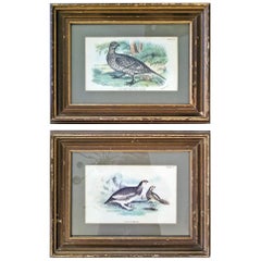 Pair of 19th Century Bird Chromolithograph Prints by Wyman