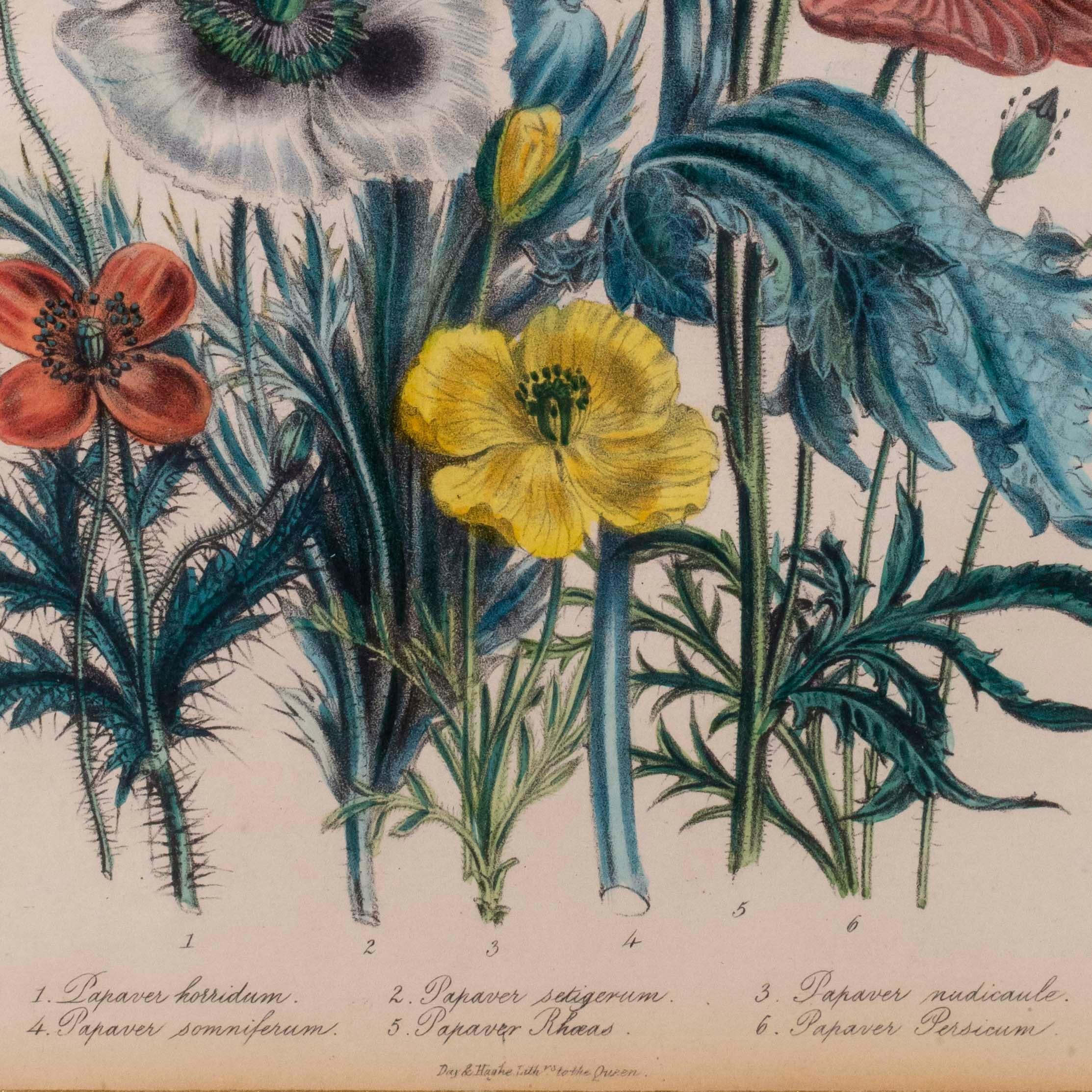 Pair of 19th Century Botanical Prints After Jane Webb Loudon 1