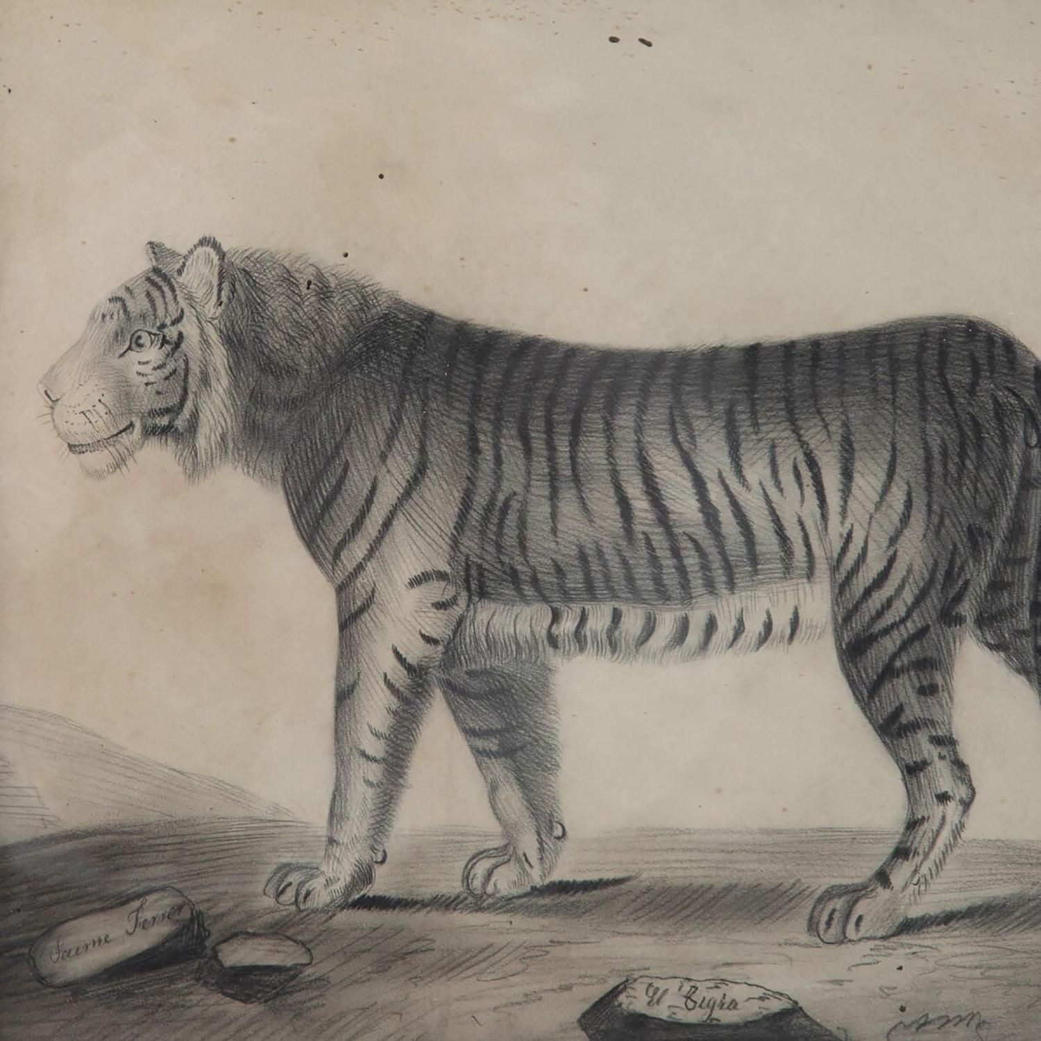 Spanish Pair of 19th Century Etchings of a Lion and a Tiger