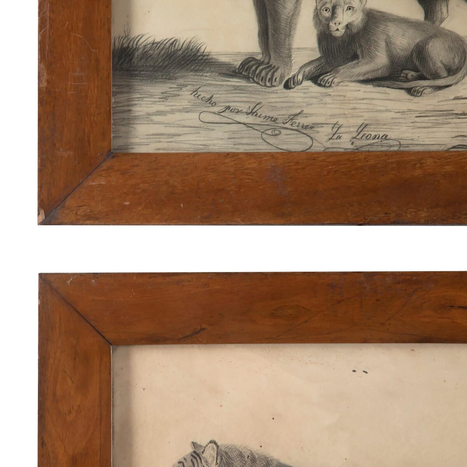 Pair of 19th Century Etchings of a Lion and a Tiger In Good Condition In Tetbury, Gloucestershire