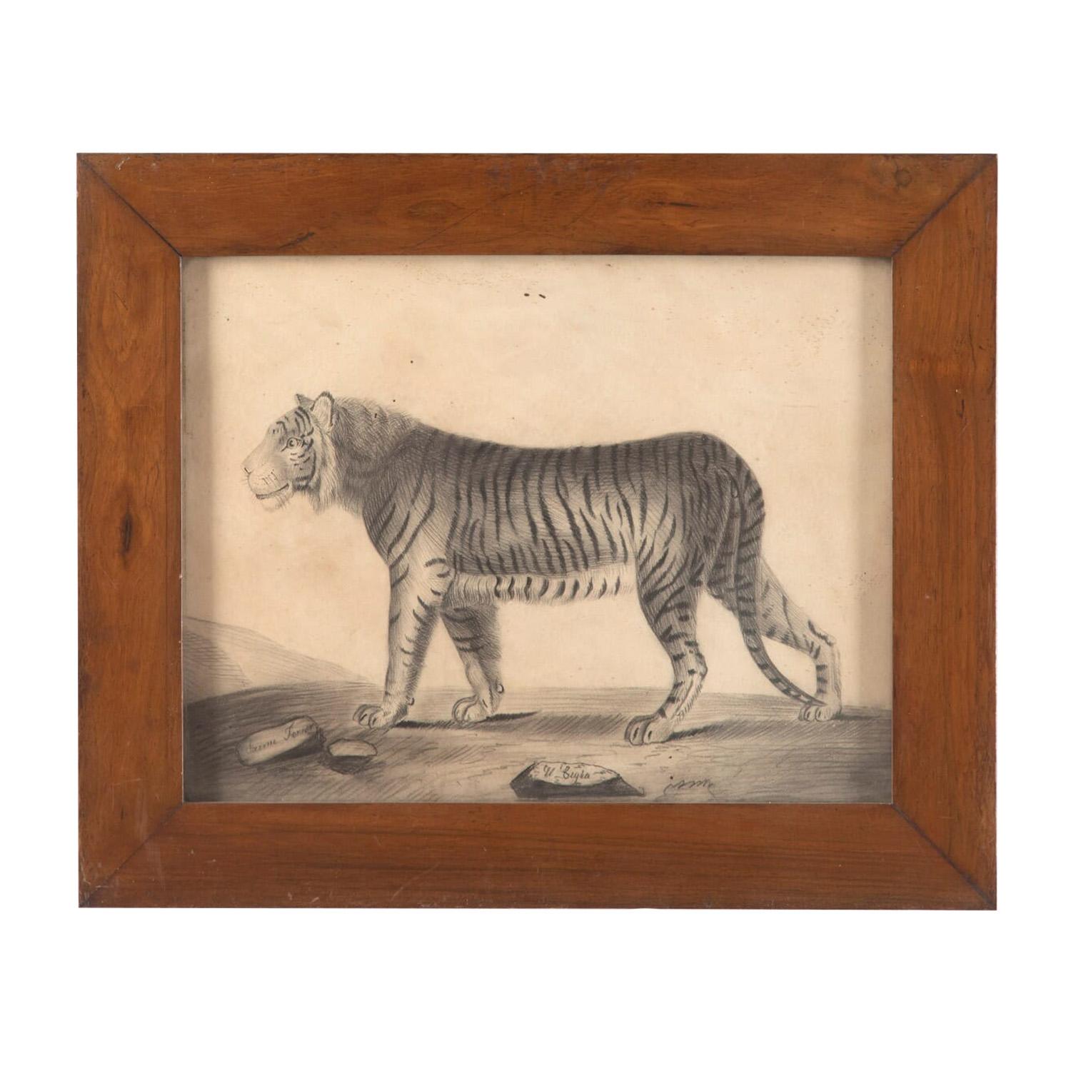 Paper Pair of 19th Century Etchings of a Lion and a Tiger