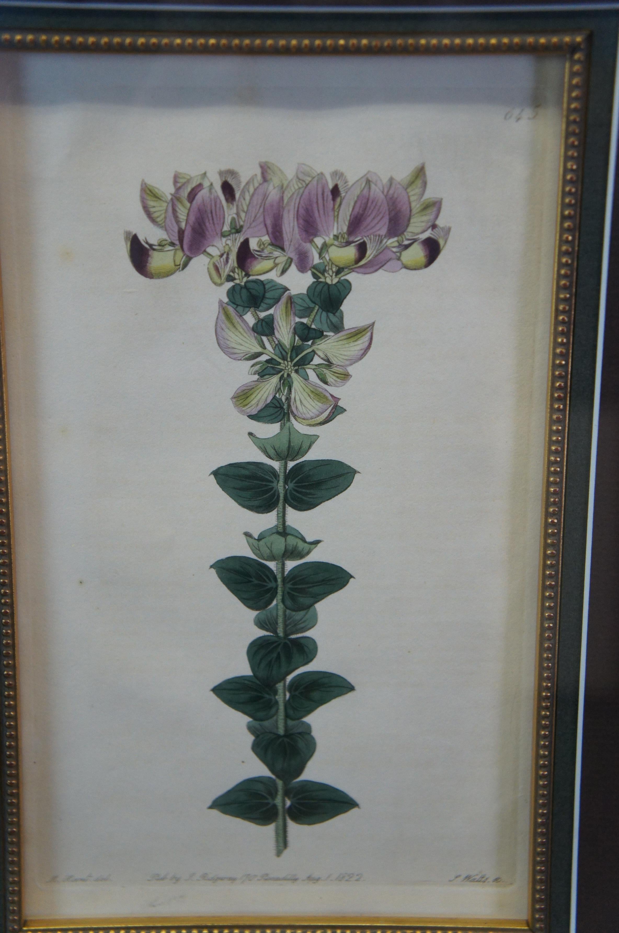 Paper Pair of 19th Century Floral Colored Lithographs Botanical Register Framed 29