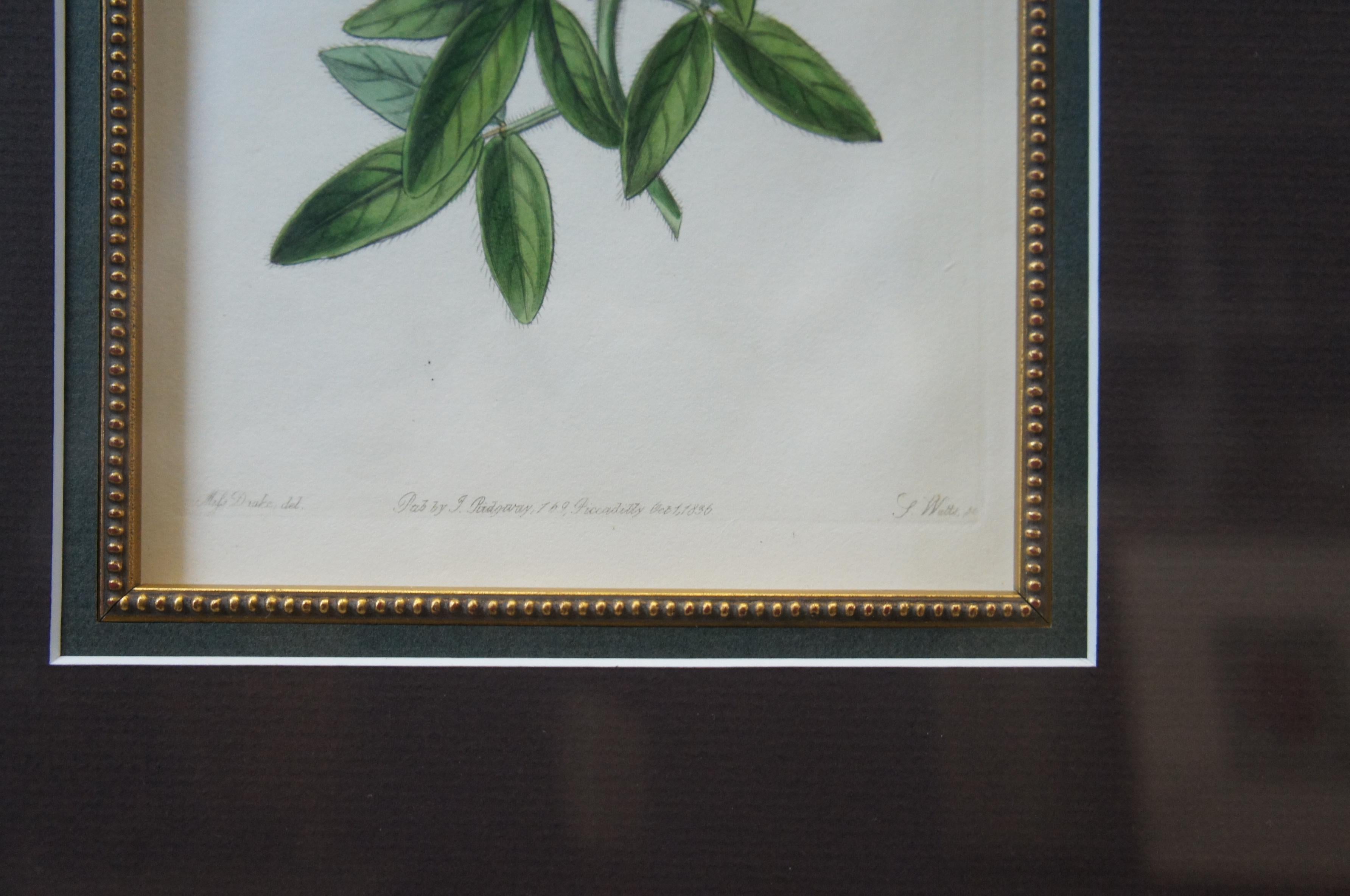 Paar geblümte farbige Lithografien des 19. Jahrhunderts Botanical Register gerahmt 29