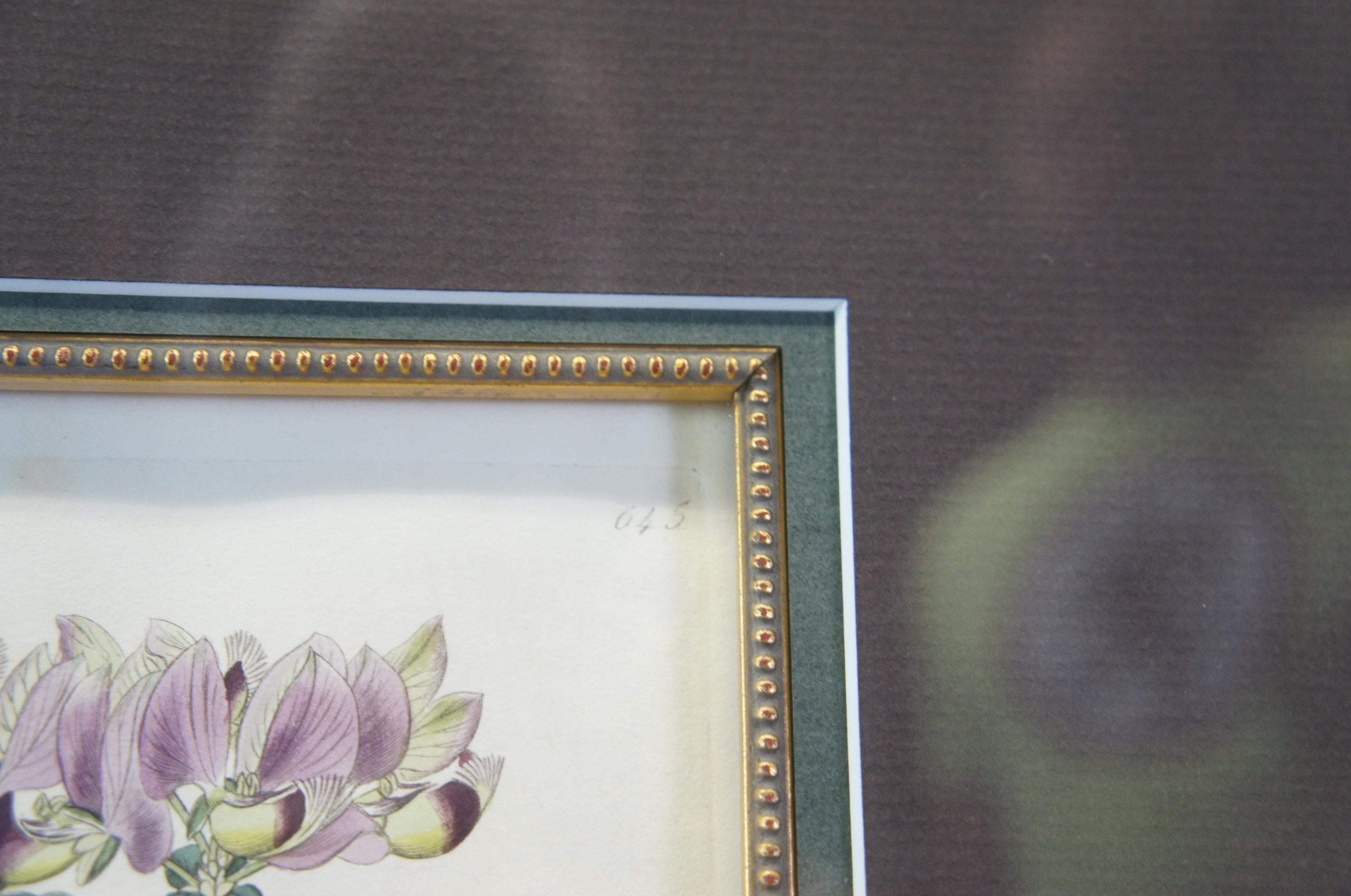 Pair of 19th Century Floral Colored Lithographs Botanical Register Framed 29