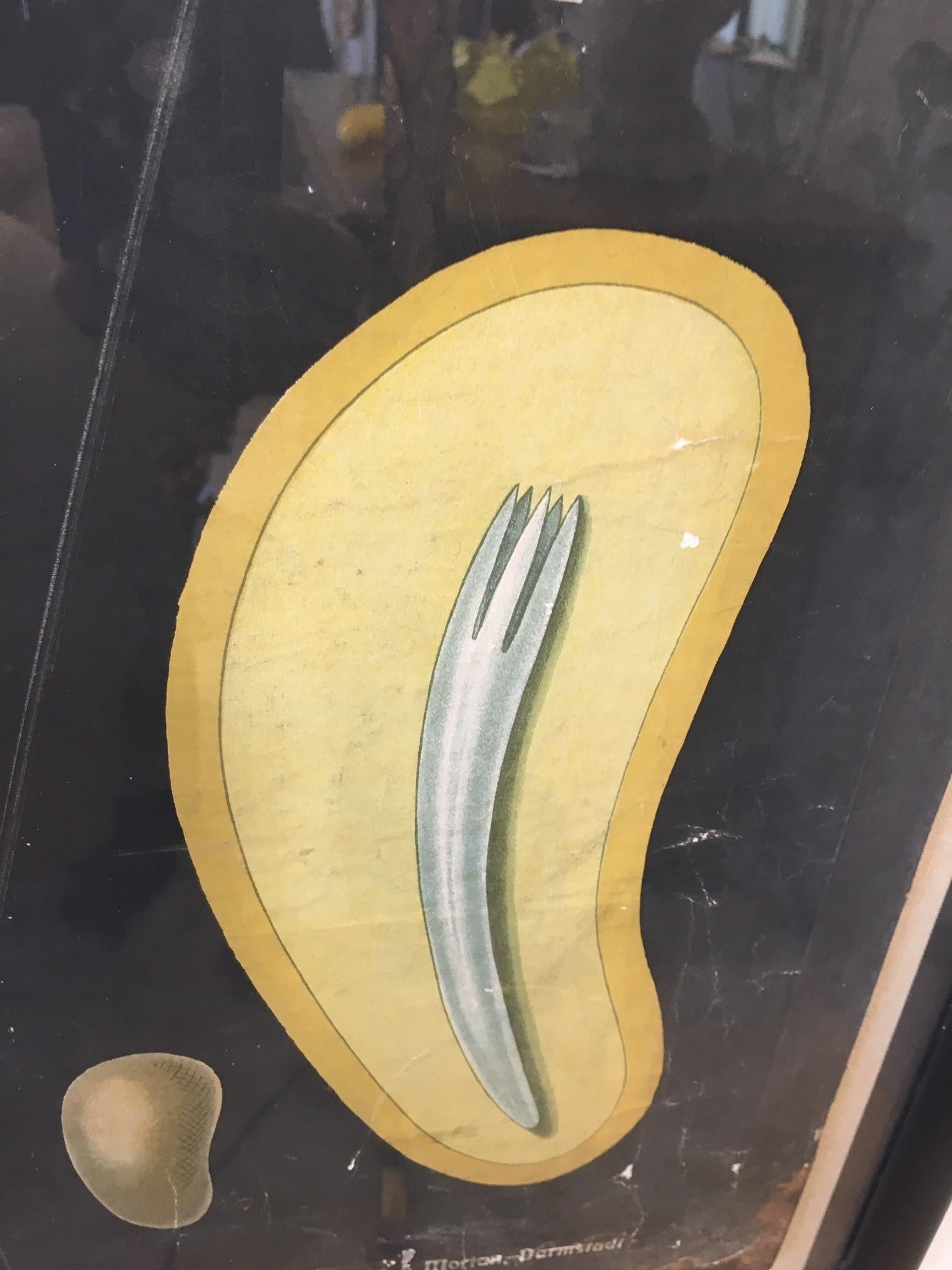 Paire d'œuvres d'art murales botaniques allemandes encadrées du 19ème siècle en vente 4