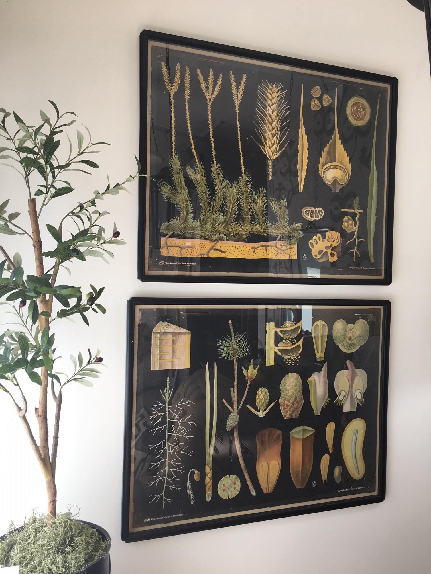Paire d'œuvres d'art murales botaniques allemandes du 19e siècle encadrées sur verre, les deux œuvres botaniques encadrées sont en bon état, elles peuvent être utilisées à la maison ou au bureau, 
Dimensions : 41 