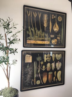 Pair of 19th Century Framed German Botanicals Wall Art