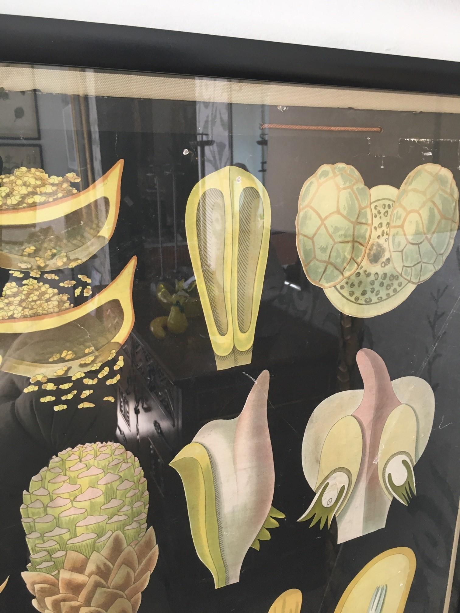 Paire d'œuvres d'art murales botaniques allemandes encadrées du 19ème siècle Bon état - En vente à Los Angeles, CA
