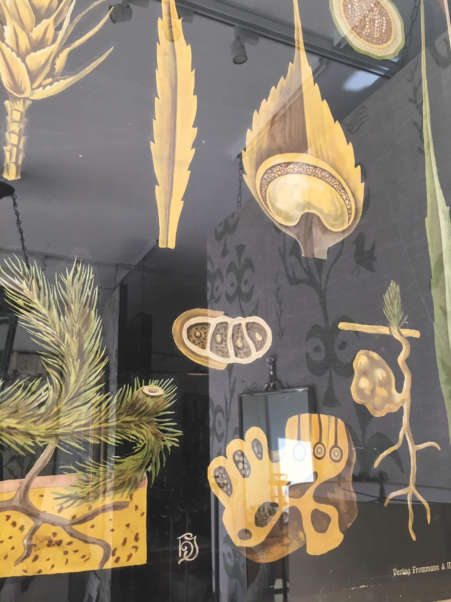 Verre Paire d'œuvres d'art murales botaniques allemandes encadrées du 19ème siècle en vente