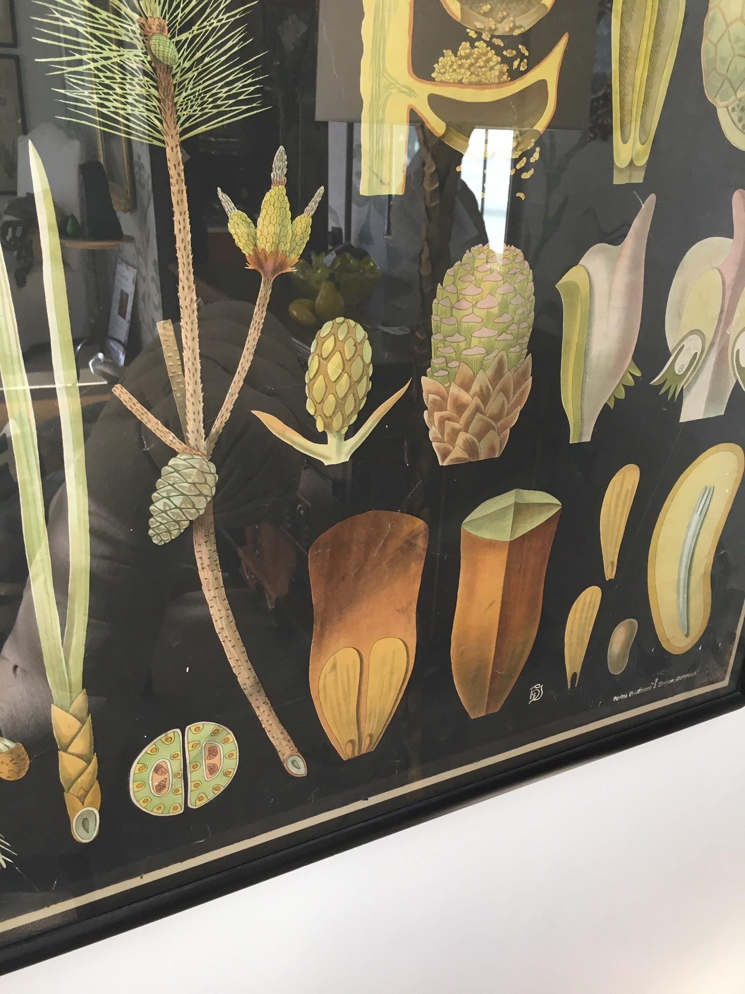 Paire d'œuvres d'art murales botaniques allemandes encadrées du 19ème siècle en vente 2