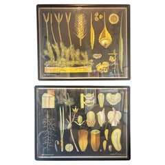 "19th Century Framed German Botanicals Wall Art, Glass Front, Pair"