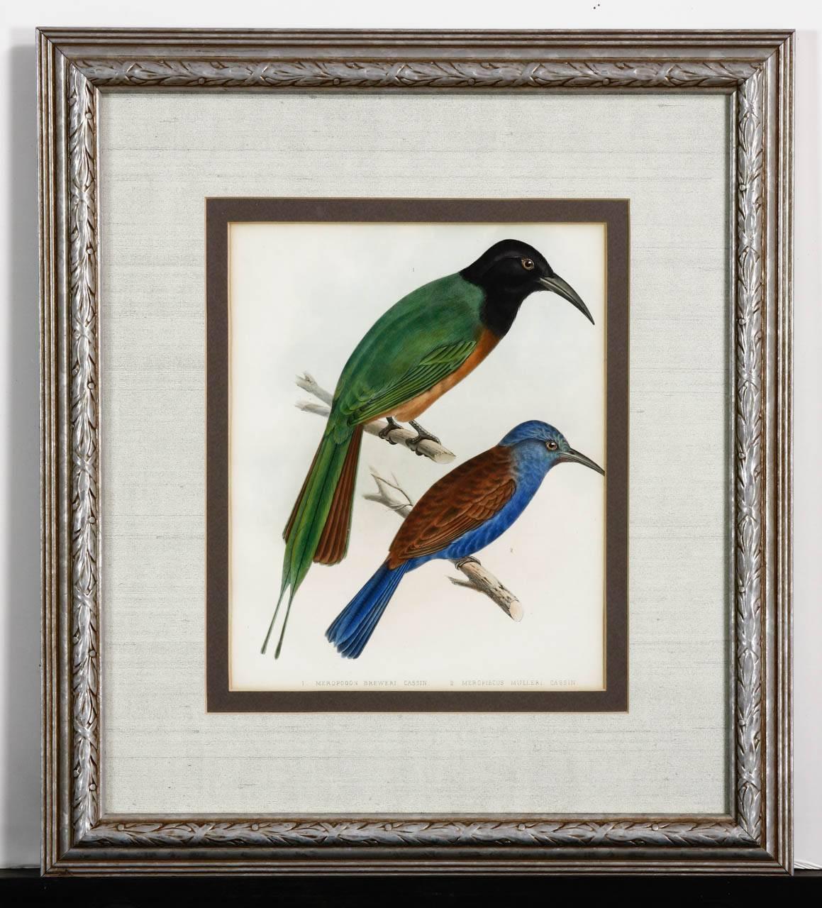 Hand-colored pair of 19th century ornithological lithograph prints set in matching frames. One signed William E. Hitchcock and both mounted with linen style matting and finished in silver gilt frames.